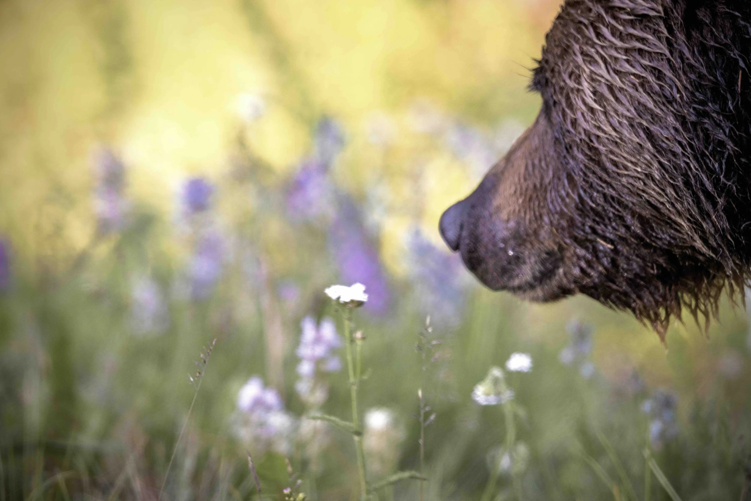 Grizzly Bear SKU 685581 - 1.7 MB copy.jpeg