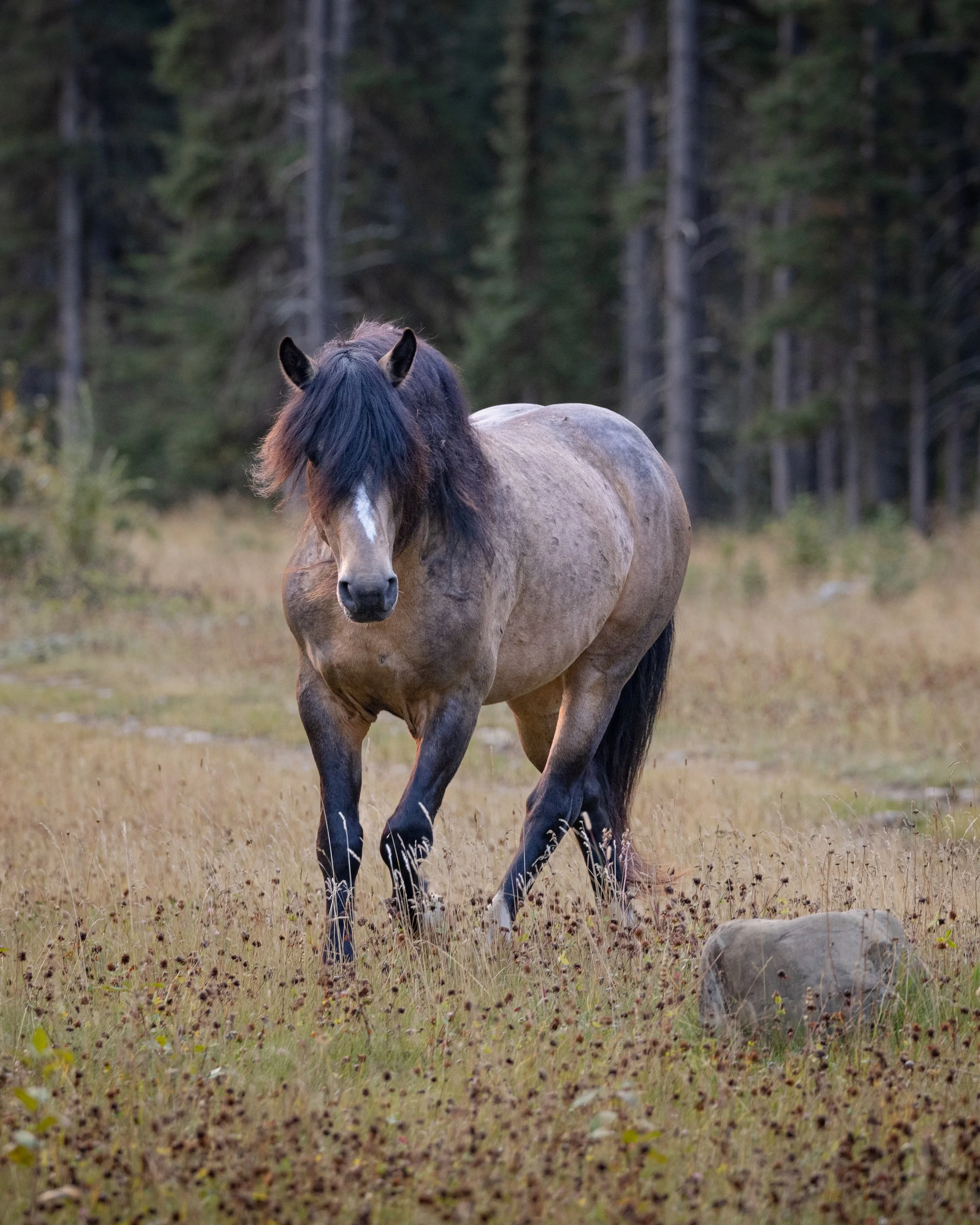 Wild Horse SKU 680081 - 12.3 MB.jpeg