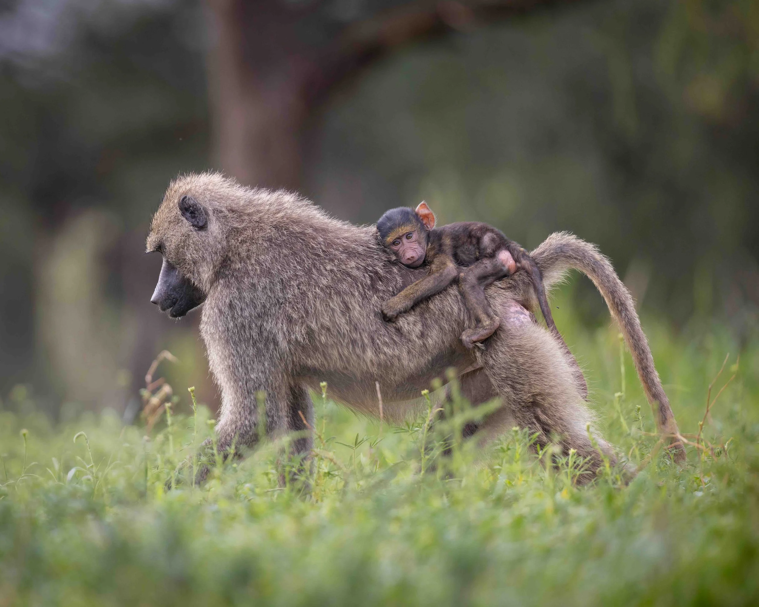 Baboon baby 5x4 SKU 5II2431 - 1.1MB.jpeg
