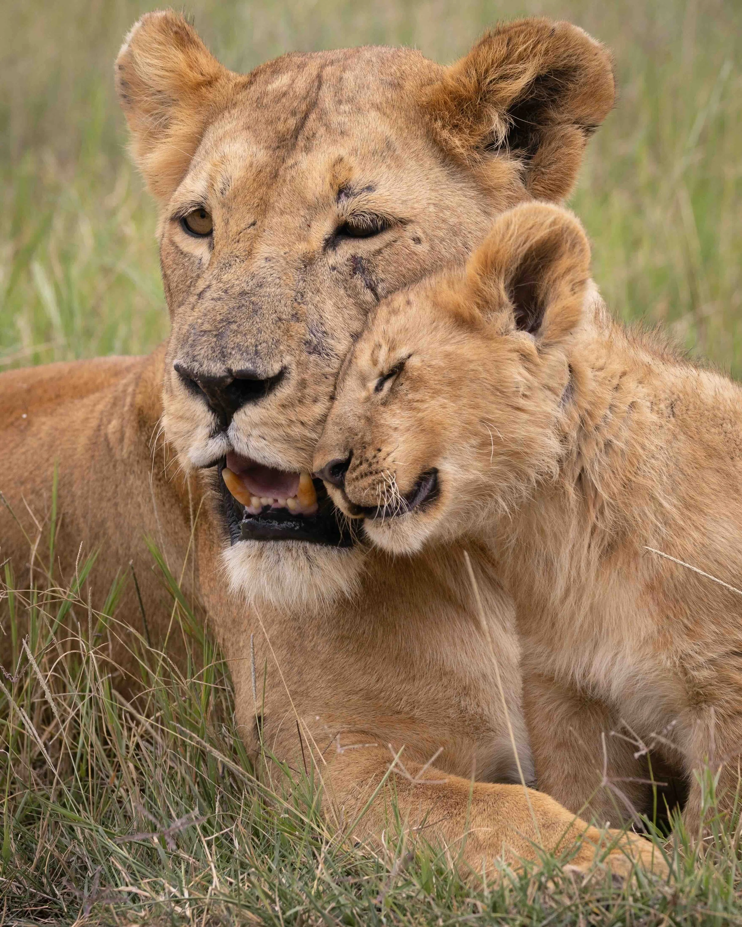 Lion cub SKU 689171 - 0.9 MB copy.jpeg