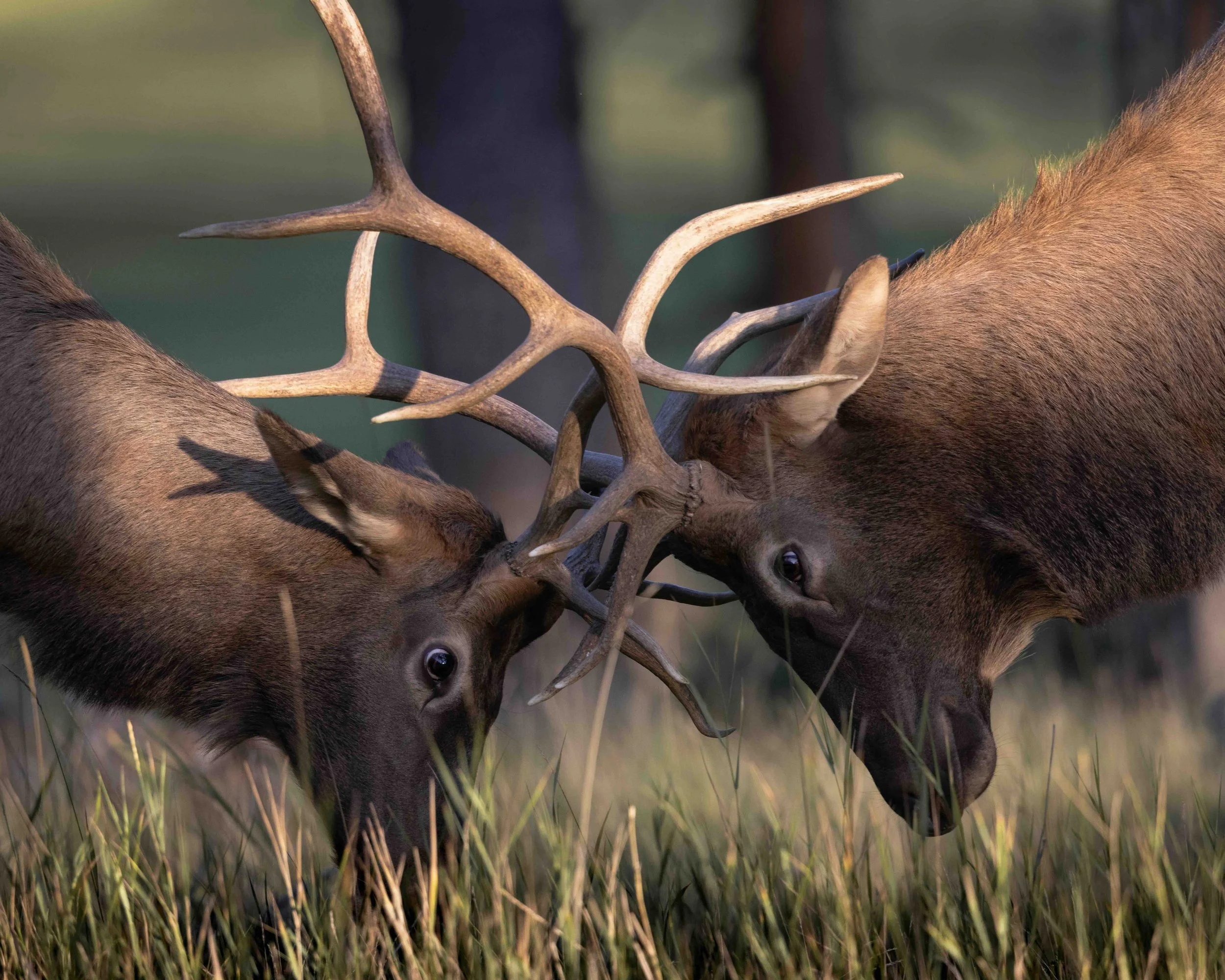 Elk SKU 687360 - 1.4 MB copy.jpeg