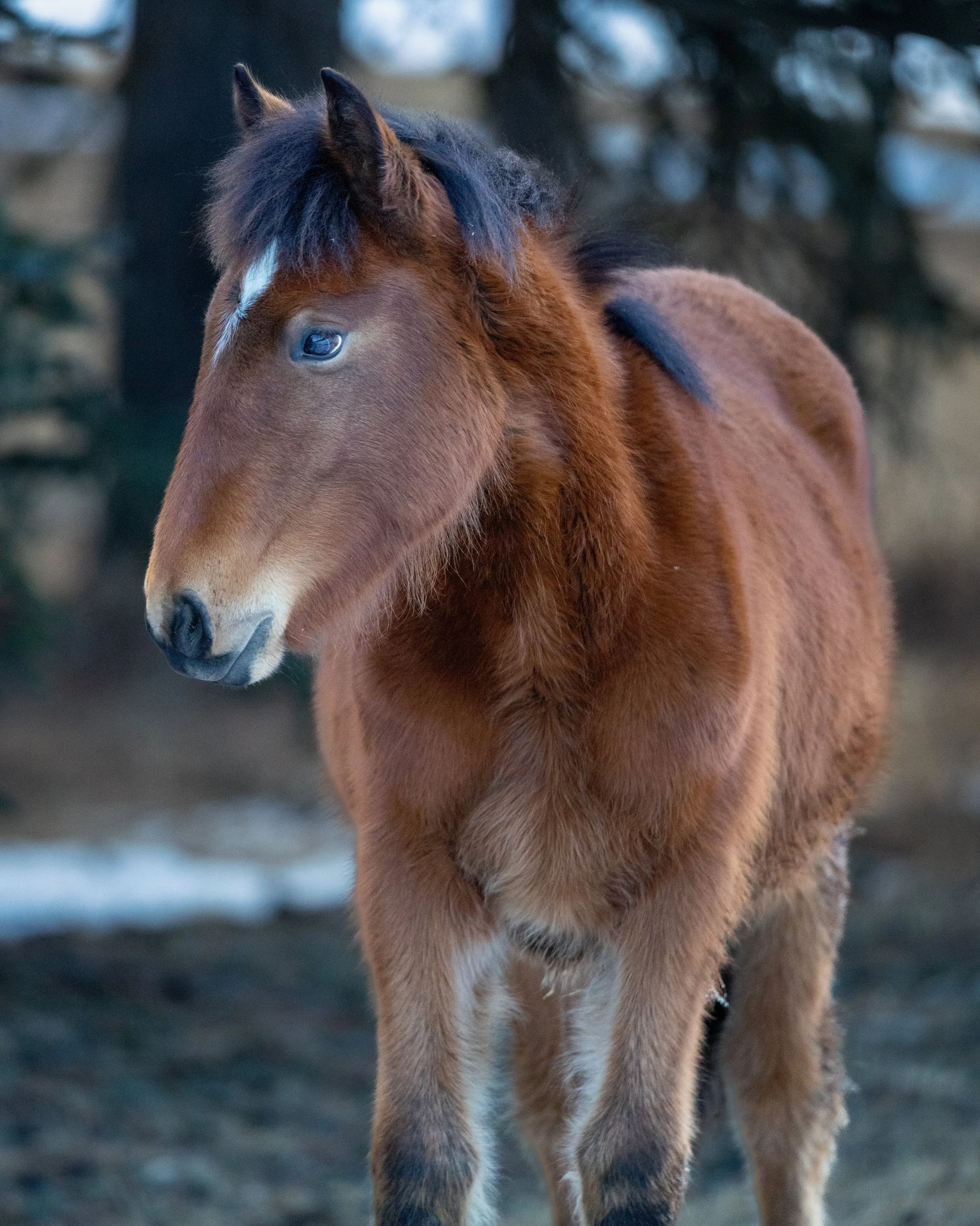 Wild Horse SKU 5II9715 - 12.1 MB.jpeg