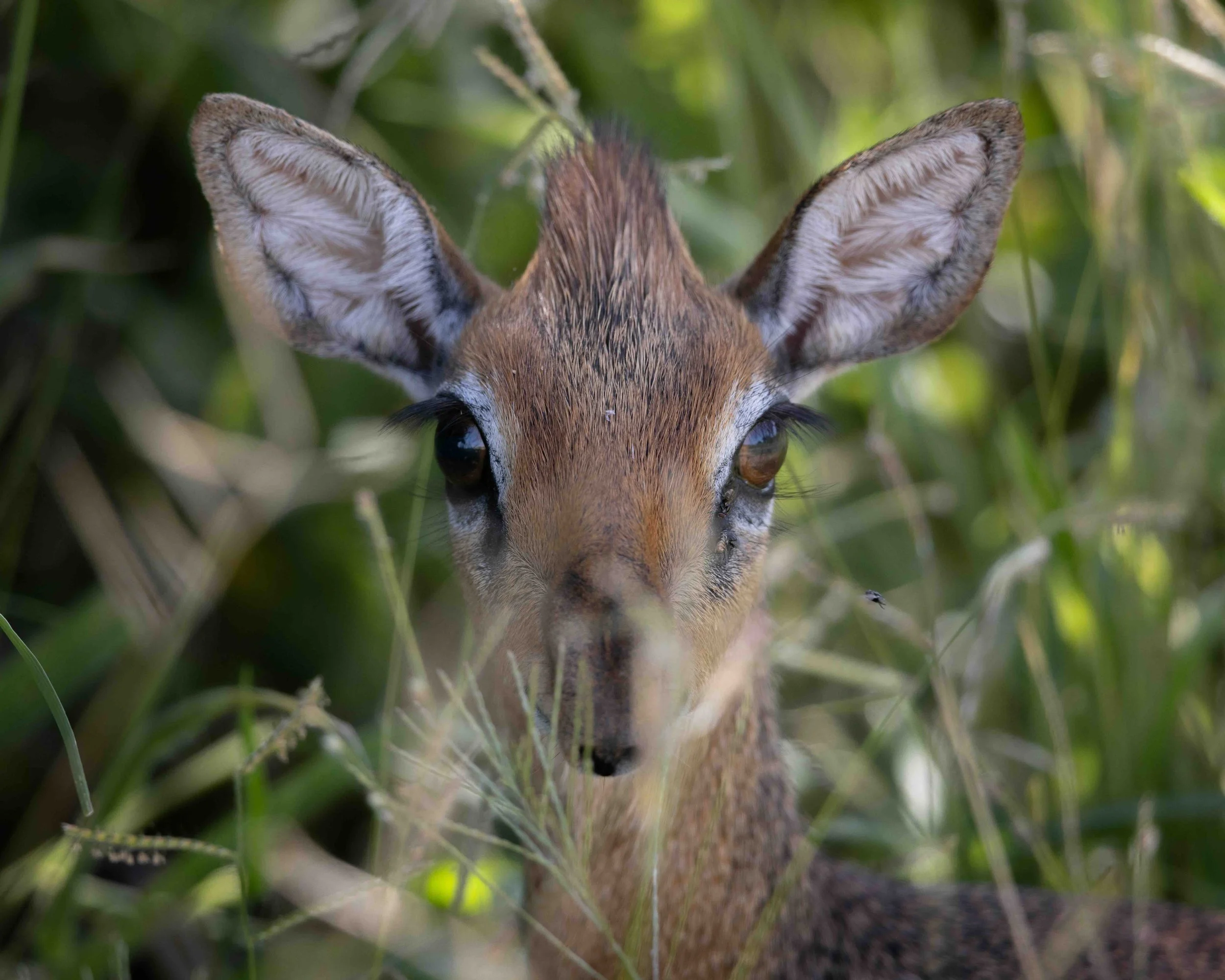 Dikdik SKU 686378 - 0.9 MB copy.jpeg