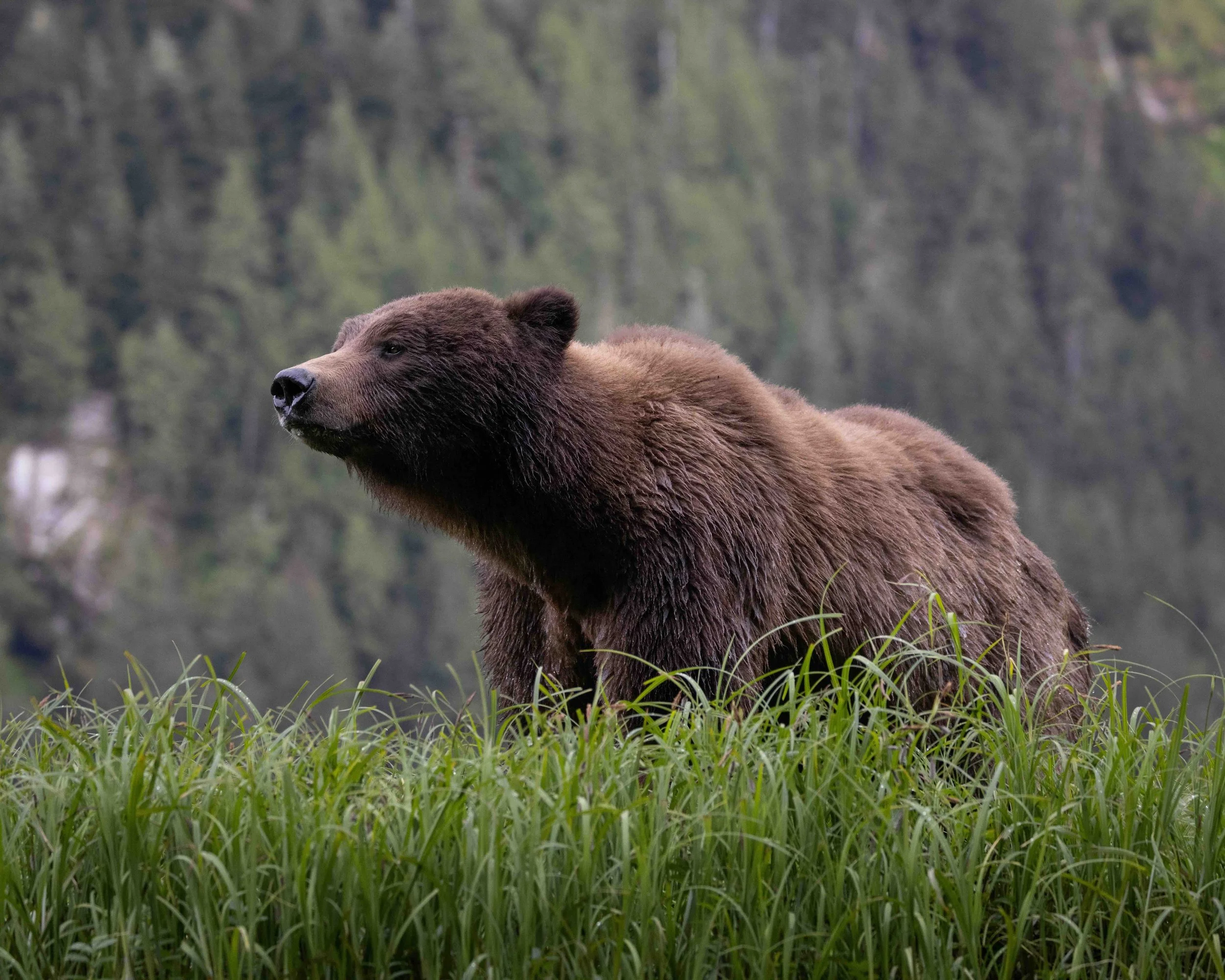 Grizzly SKU 10150 - 1.3 MB copy.jpeg