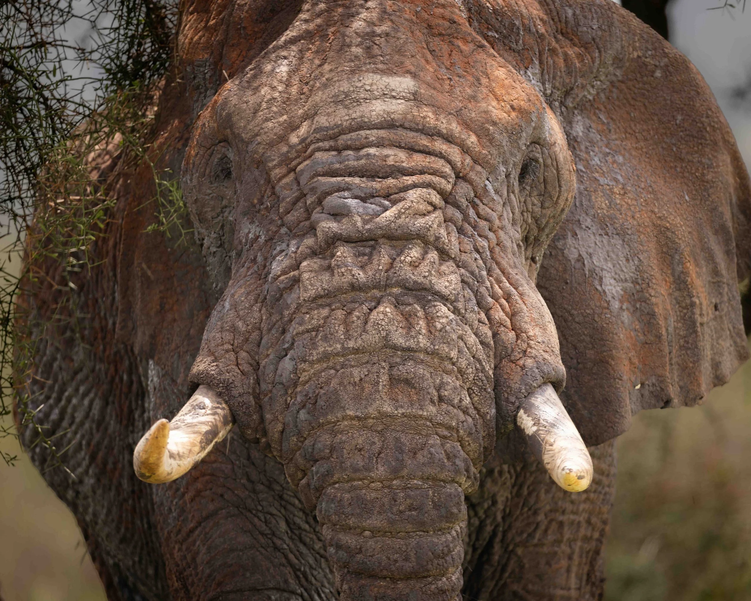 Elephant 5x4 SKU 5II4021 - 1.4MB.jpeg