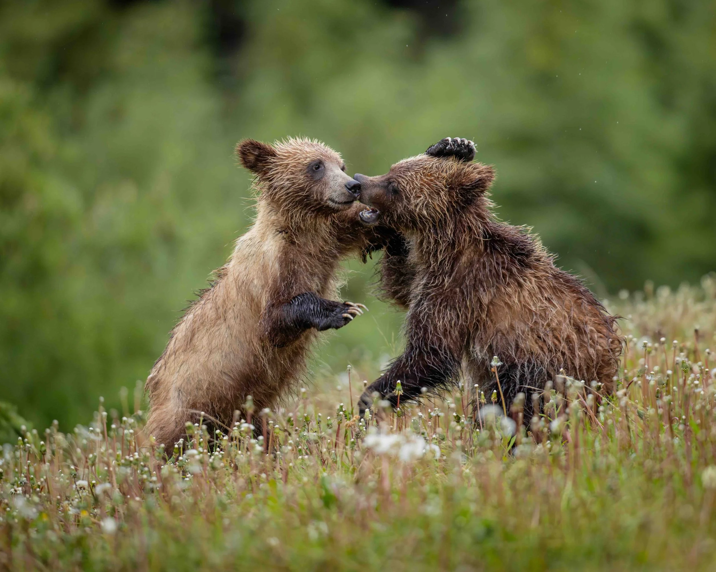 Grizzly cubs SKU 5II4938 - 1.0 MB copy.jpeg