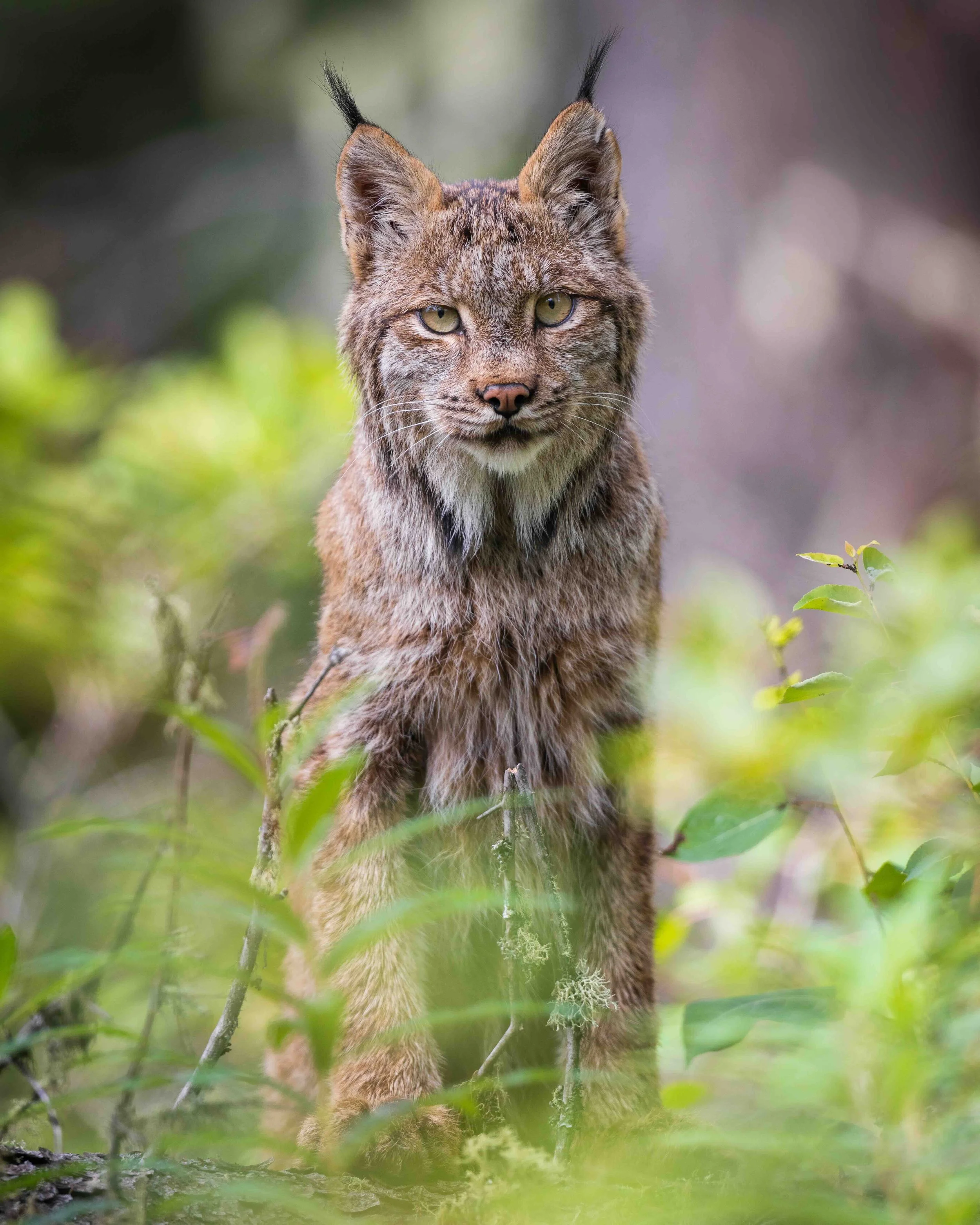 Lynx 5x4 5II6322-3 1.0MB.jpeg