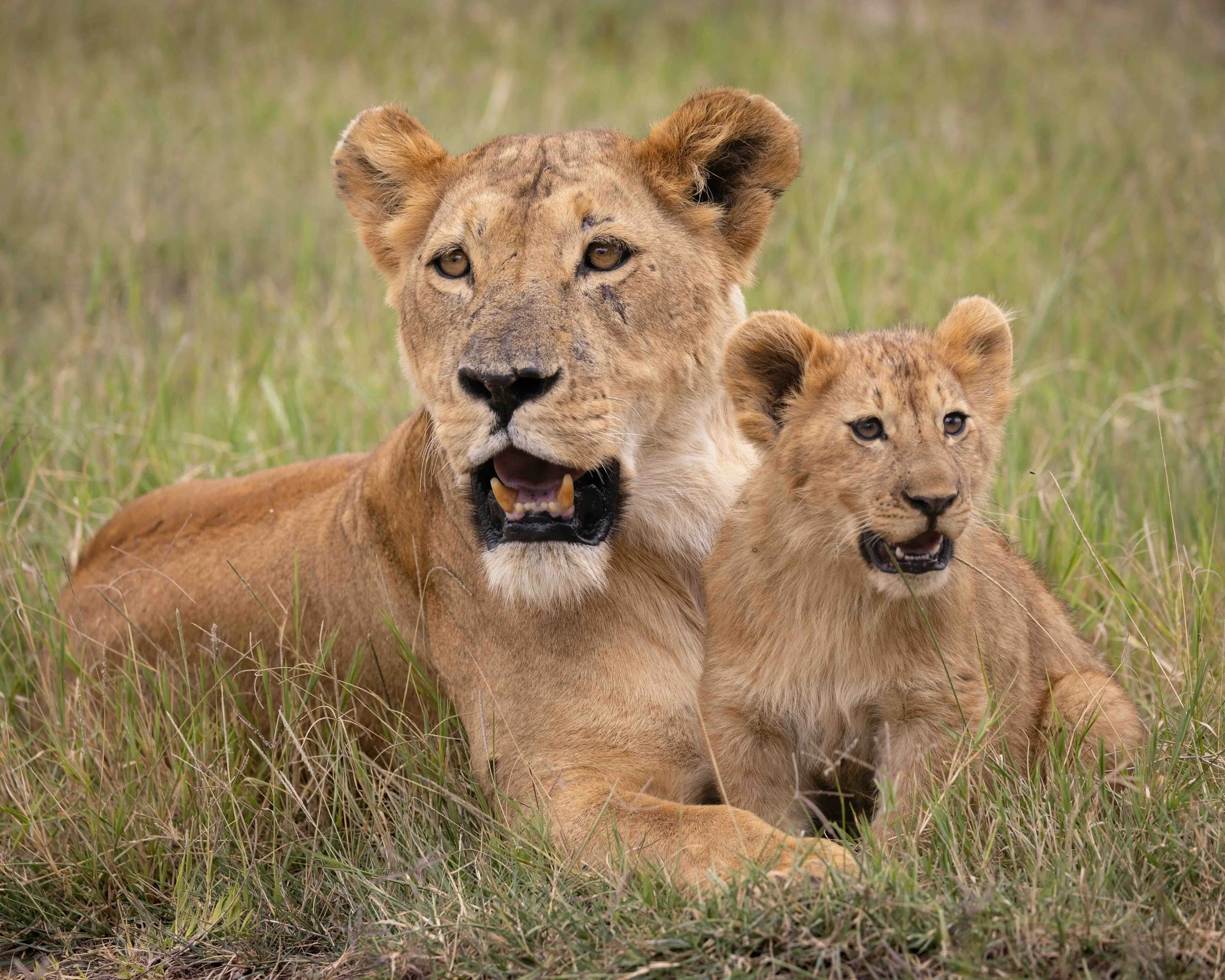 Lion cub SKU 689162 - 1.5 MB copy.jpeg