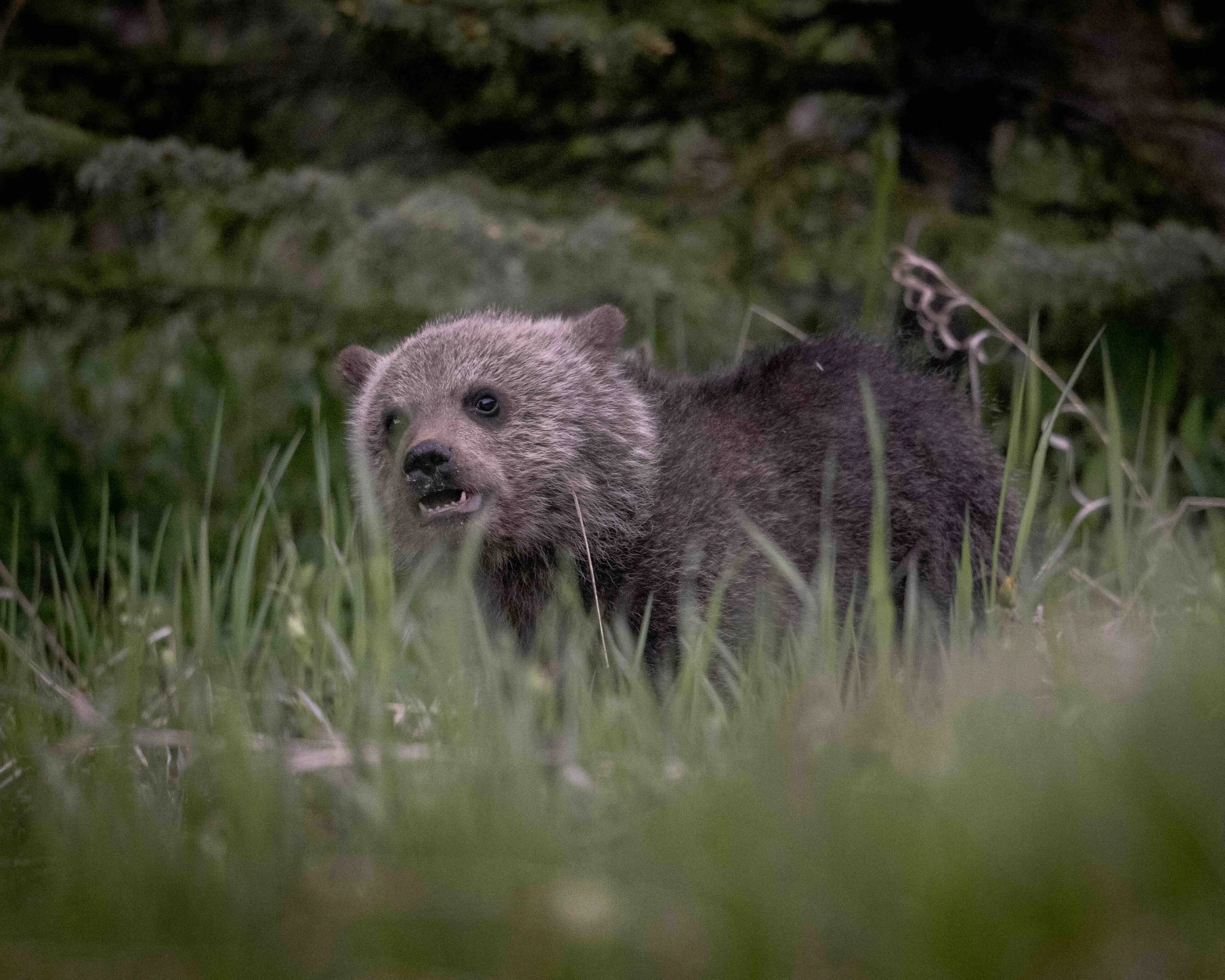 Grizzly Cub SKU 68A0364 - 0.9 MB copy.jpeg
