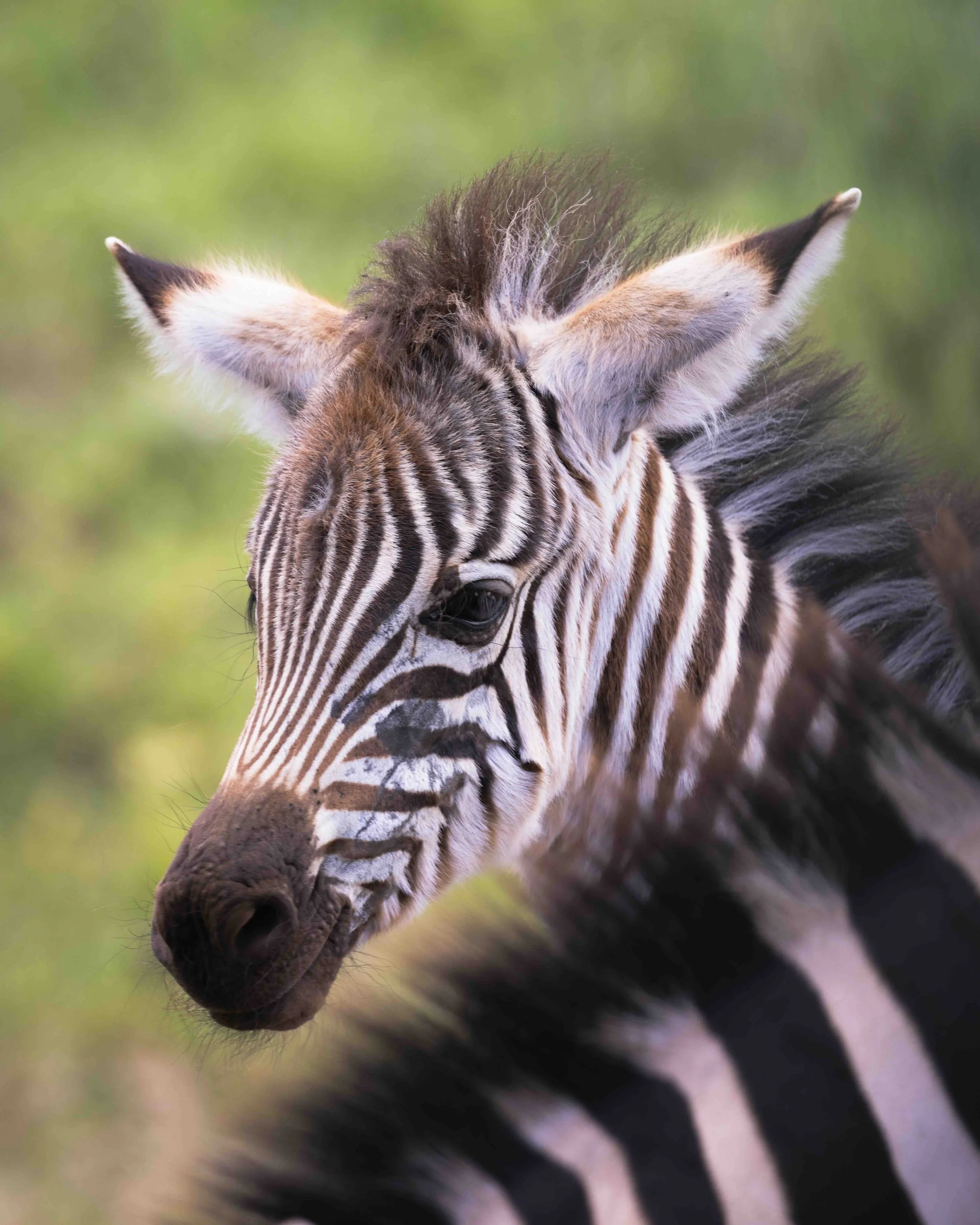 Zebra SKU 681102 - 1.0 MB copy.jpeg