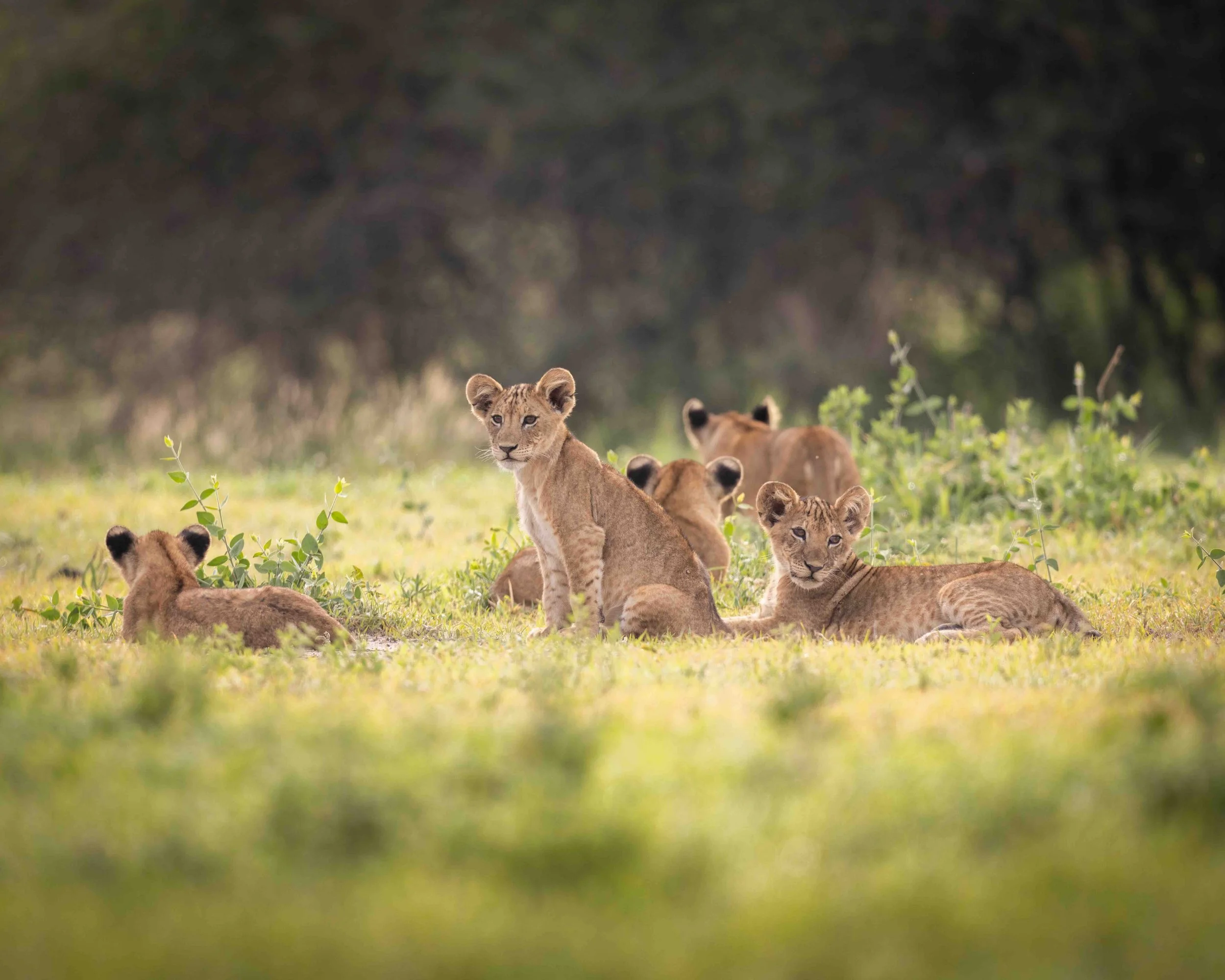 Lion cubs 5x4 SKU 5II2657 - 0.8MB.jpeg