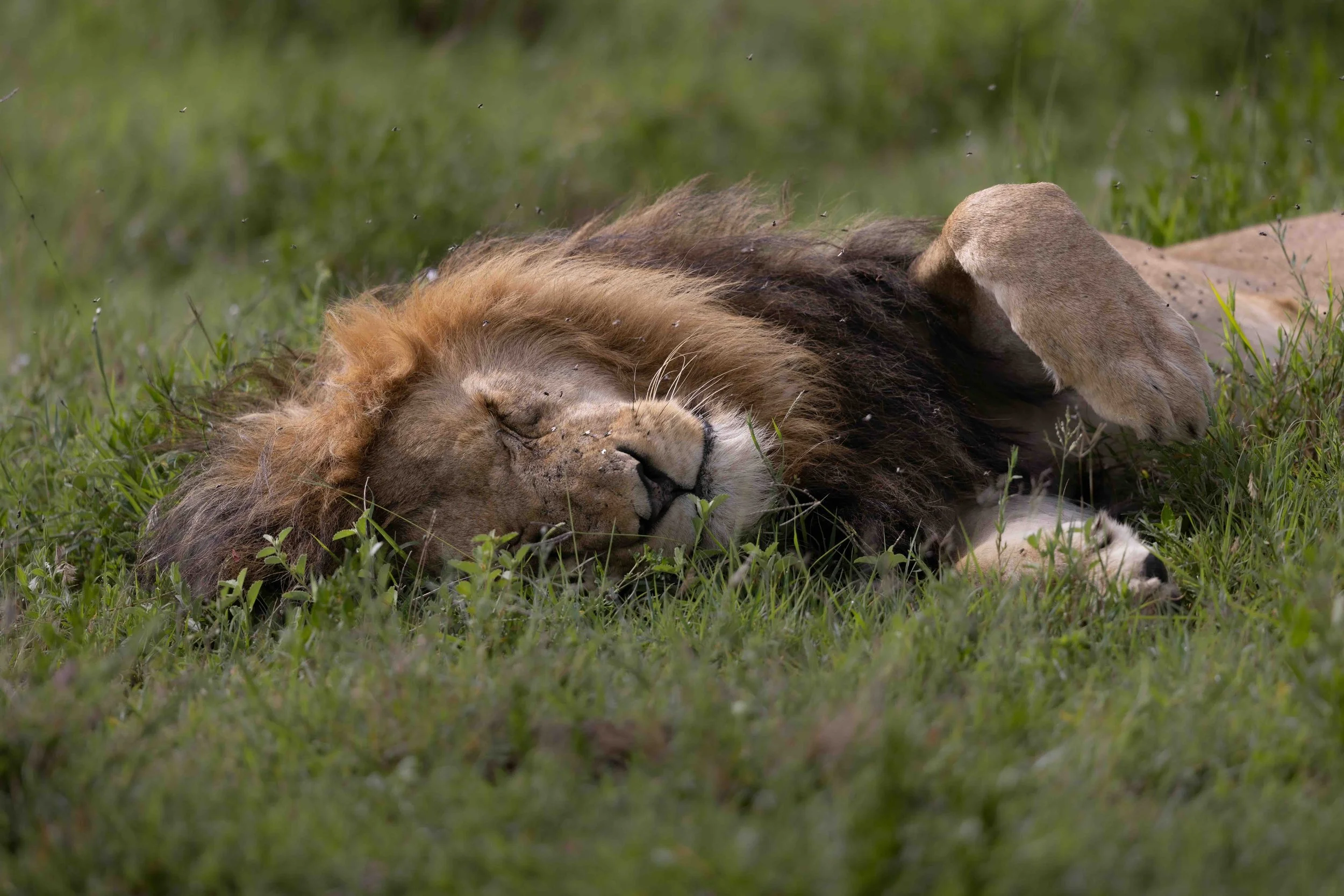 Lion SKU 682718 - 1.4 MB copy.jpeg