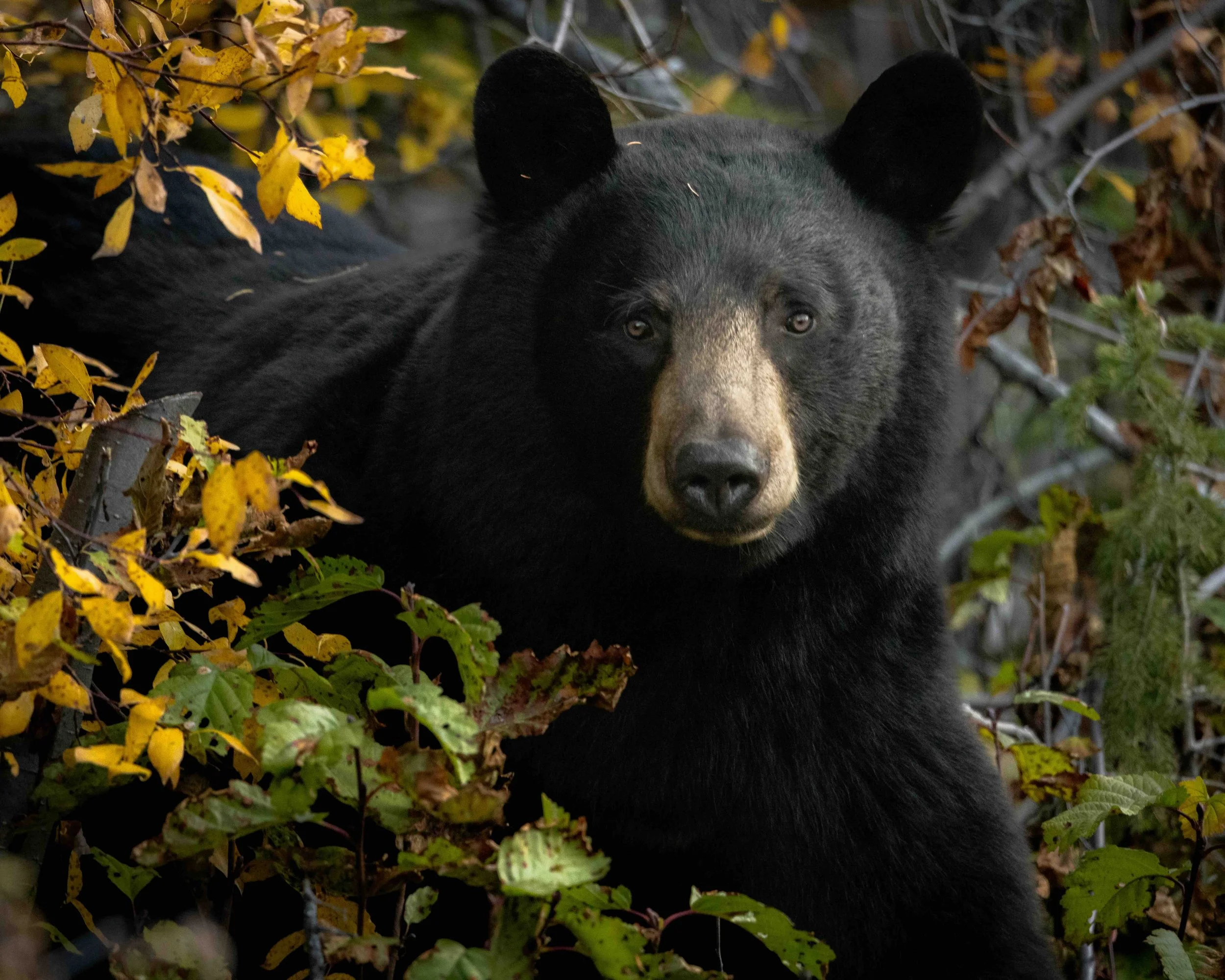 Black Bear SKU 683220 1.6 MB copy.jpeg