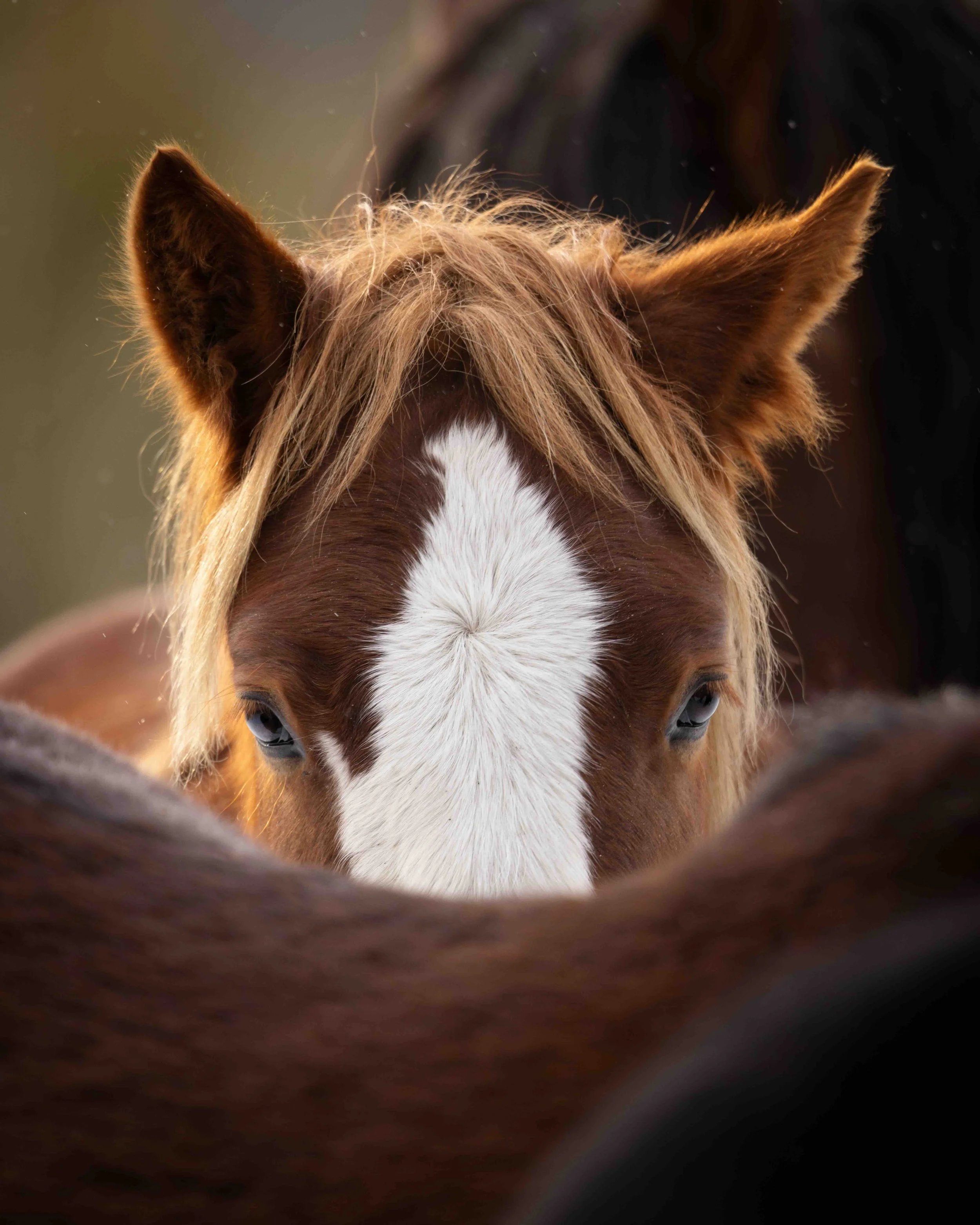 Wild Horse SKU 685698 - 0.9 MB copy.jpeg