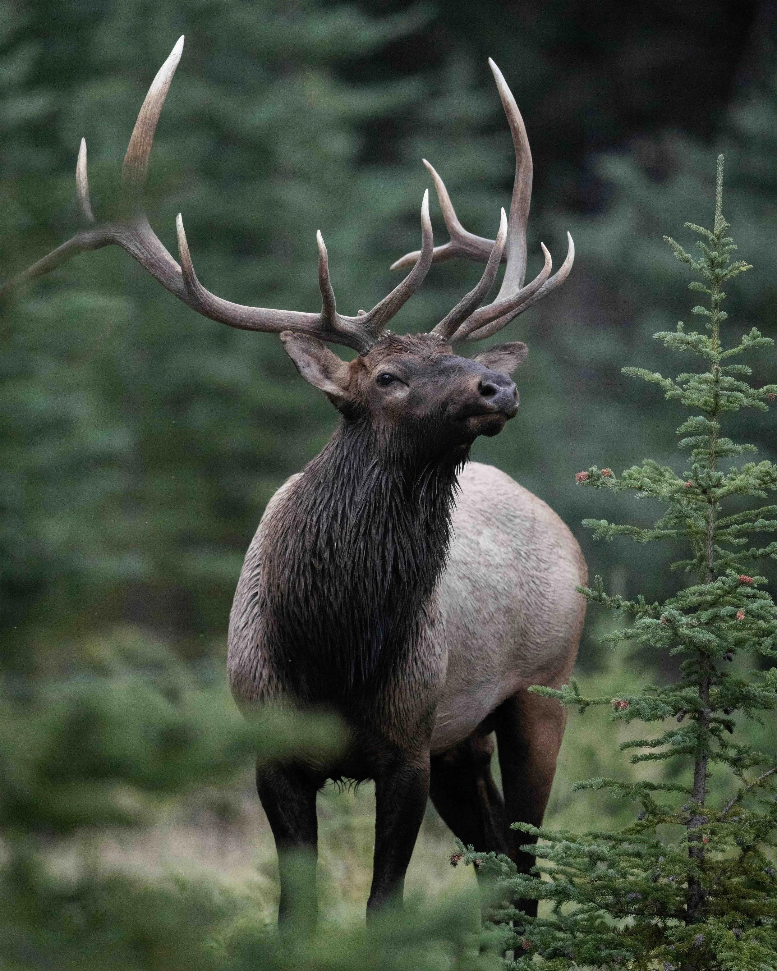 Elk SKU 5II1789 - 2.4 MB copy.jpeg