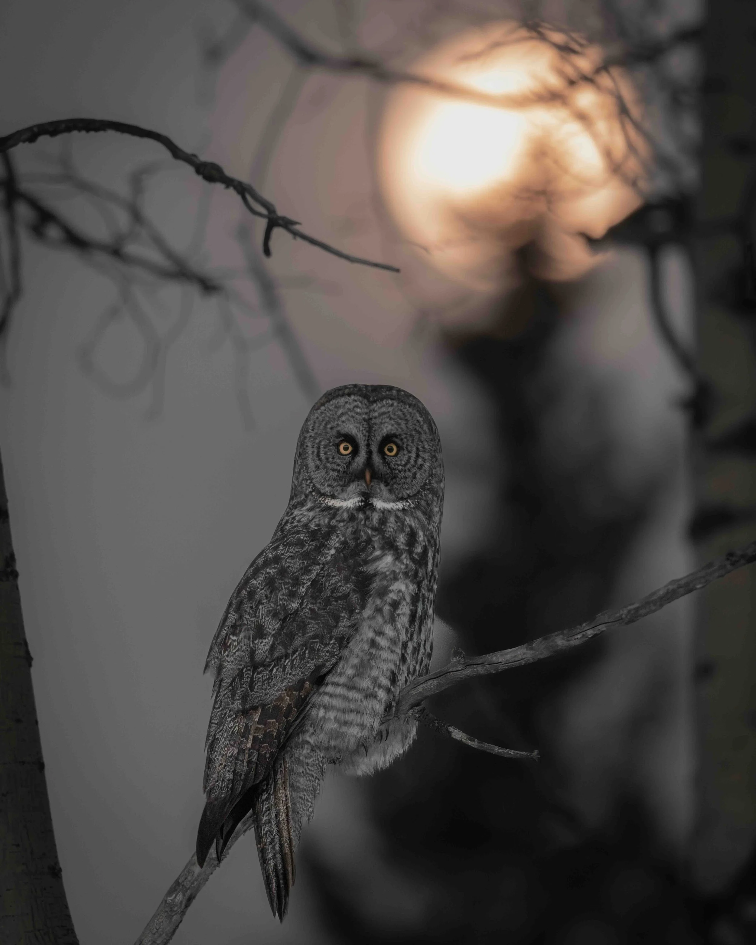 Grt Grey Owl SKU 686273 - 0.8 MB copy.jpeg