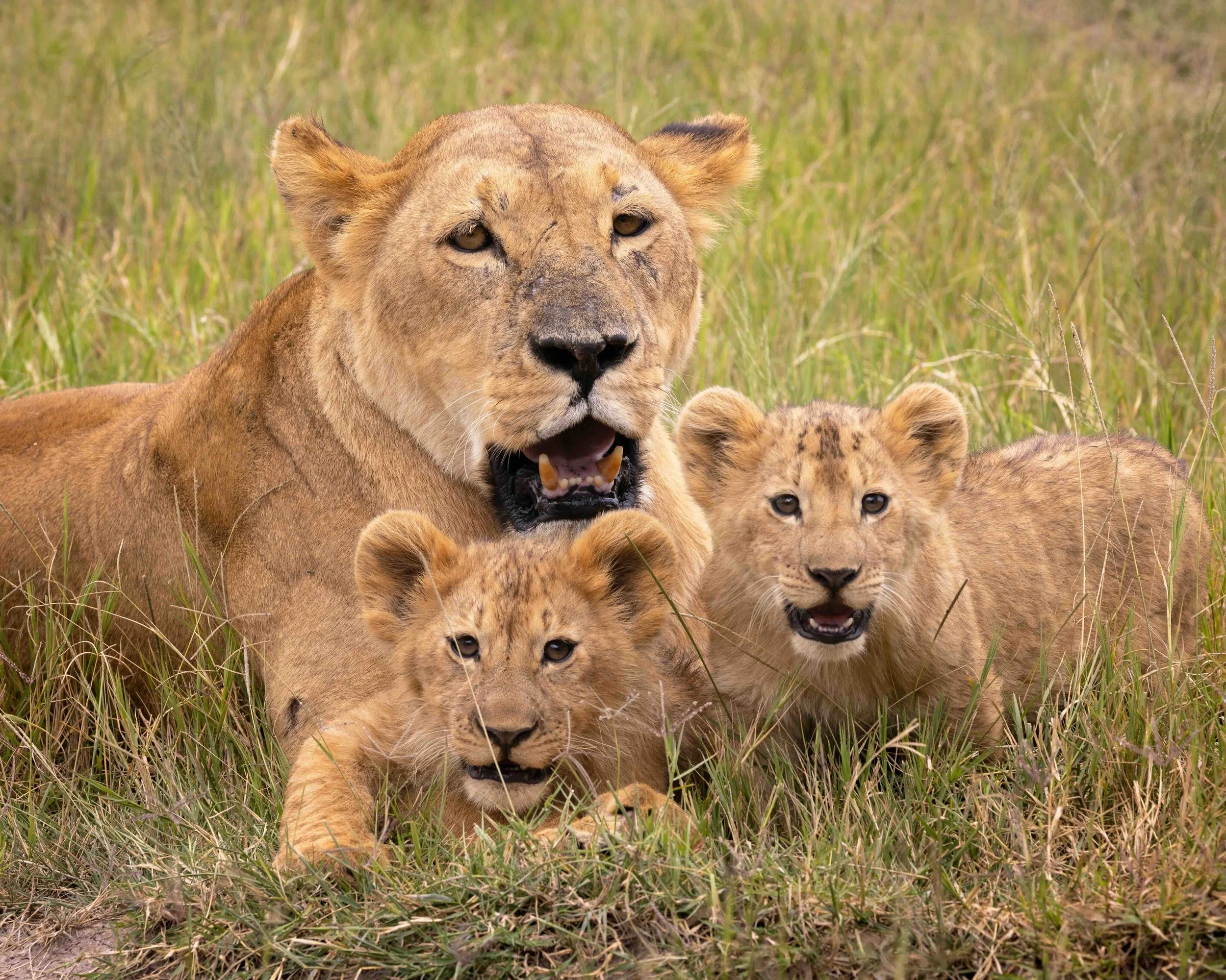 Lion cub SKU 689305 - 1.4 MB copy.jpeg