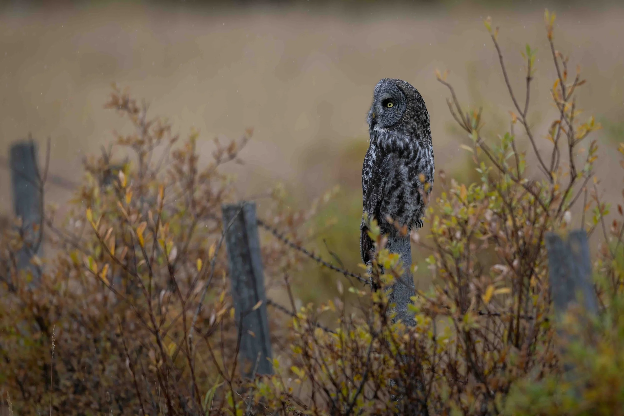 Grt Grey Owl SKU 5II3959 - 0.55 MB copy.jpeg