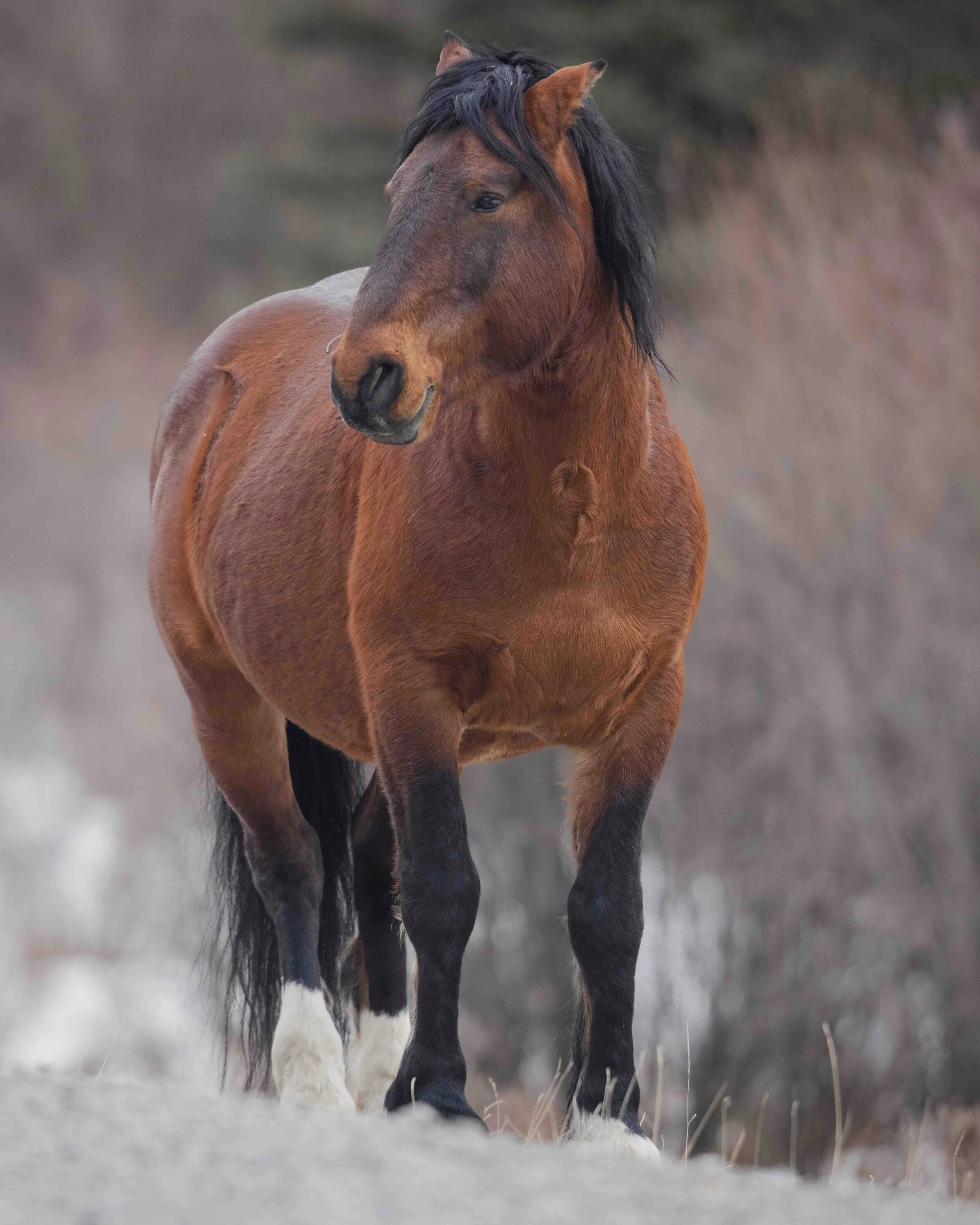 Wild Horse SKU 686596 - 1.1 MB copy.jpeg