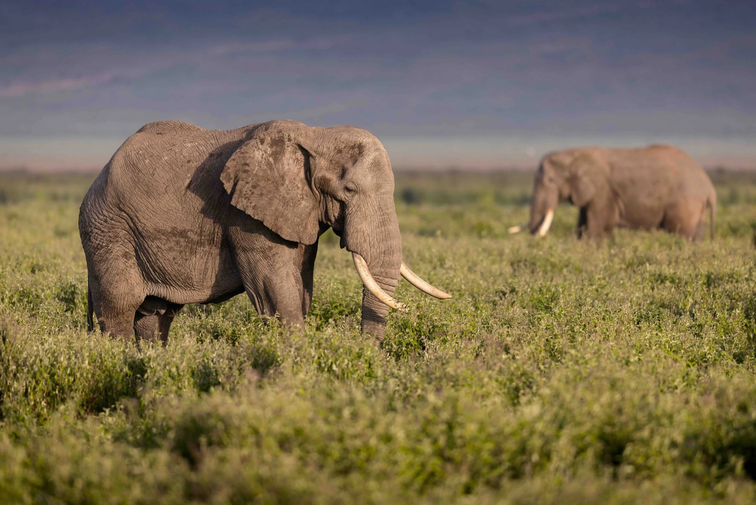 Elephant SKU 684450 - 1.3 MB copy.jpeg