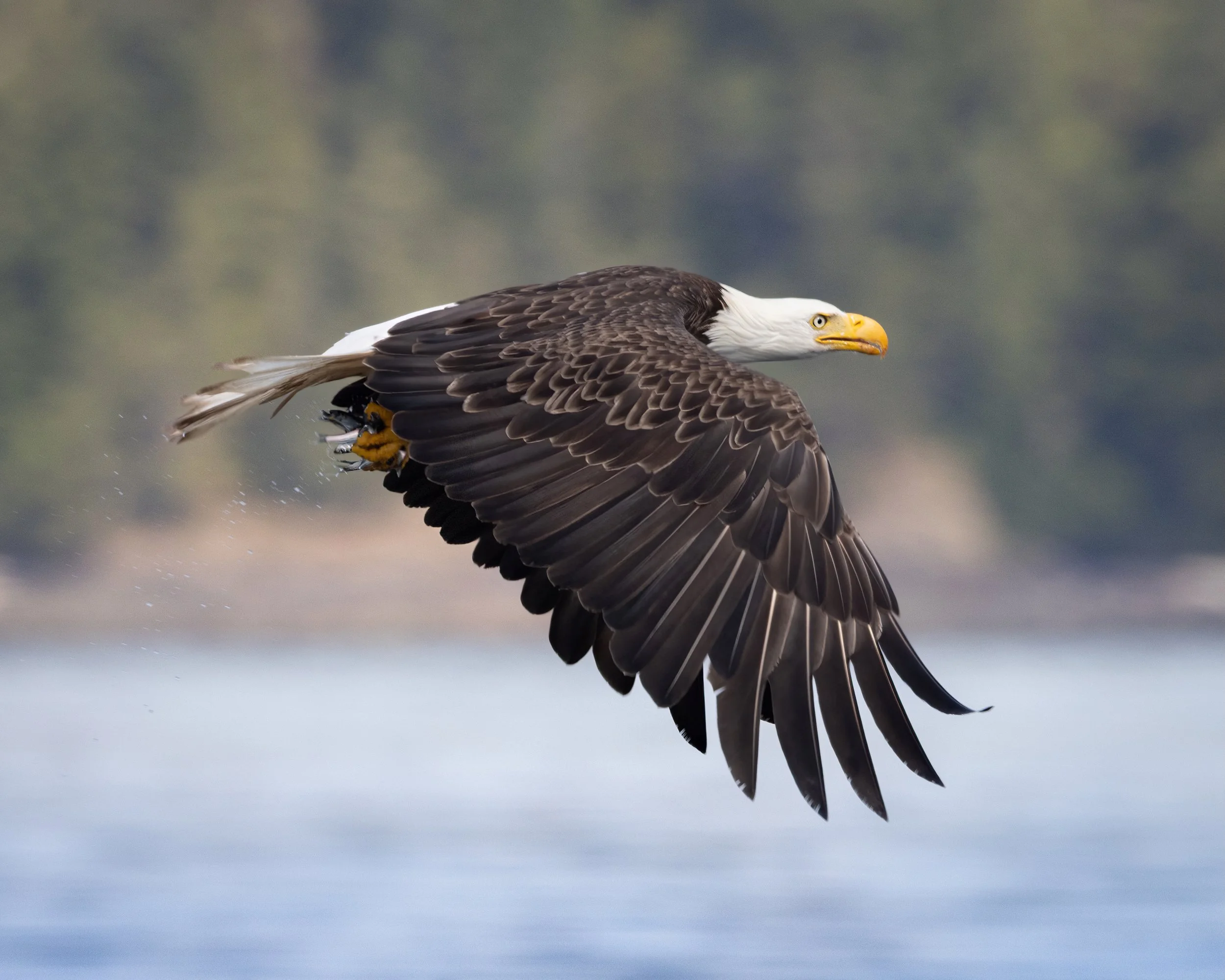 Bald Eagle SKU 680954 - 10.9 MB.jpeg
