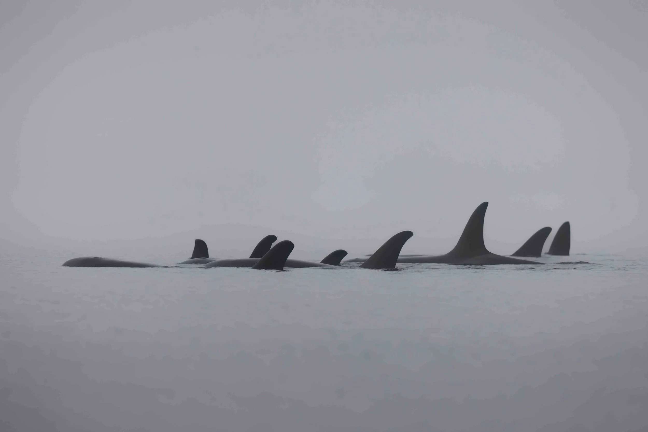Killer Whale sleeping line SKU 12289 - 0.65 MB copy.jpeg