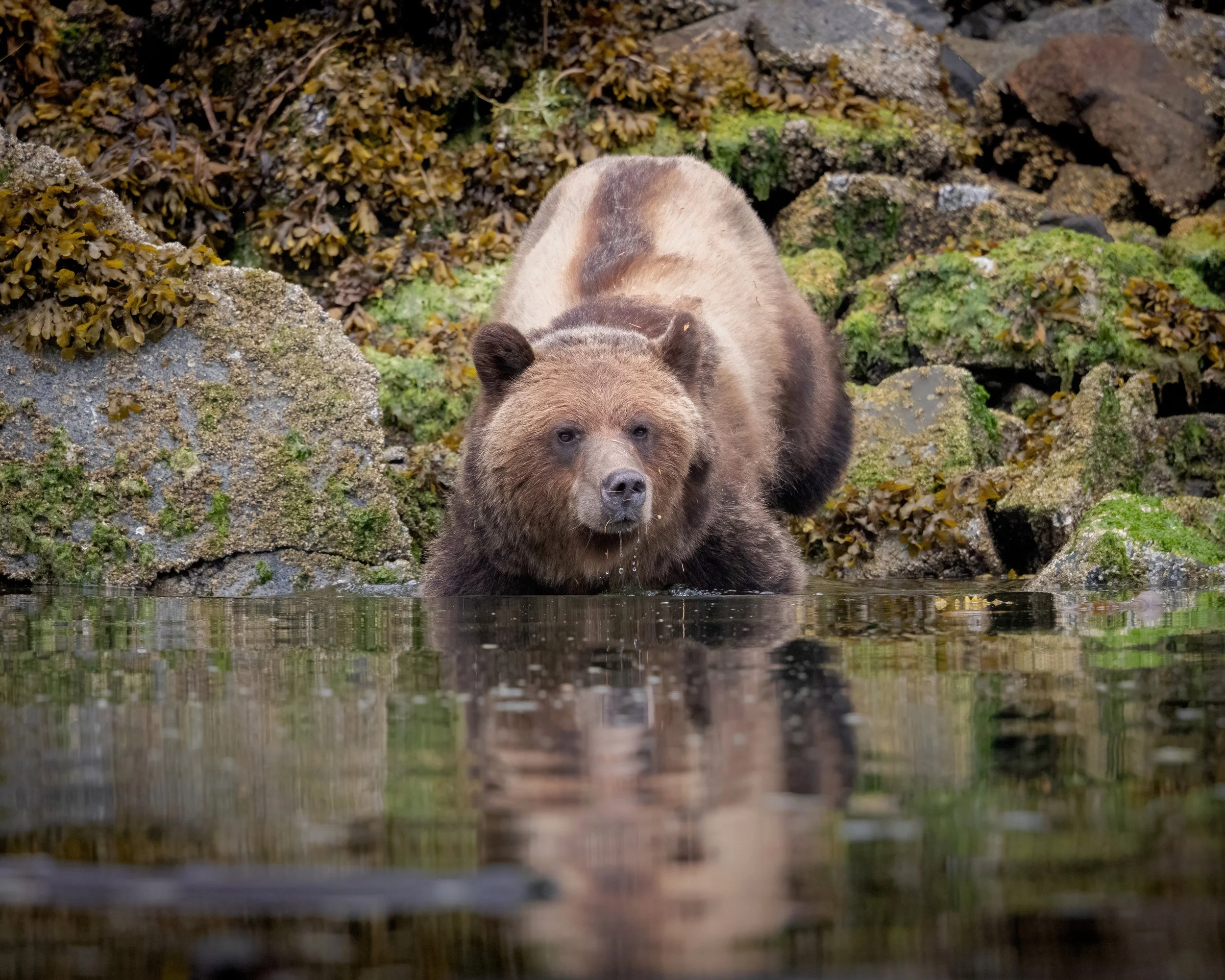 Grizzly SKU 685728 - 16MB.jpeg