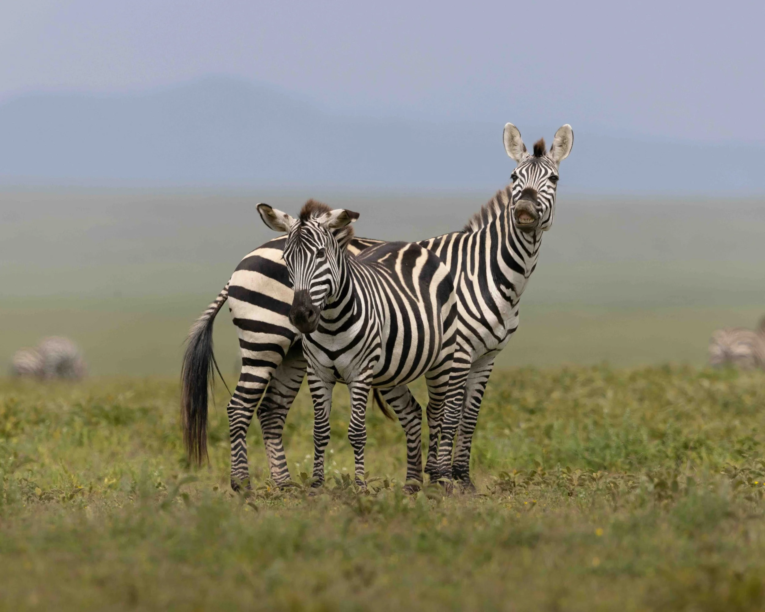 Zebra SKU 680351 - 0.8 MB copy.jpeg