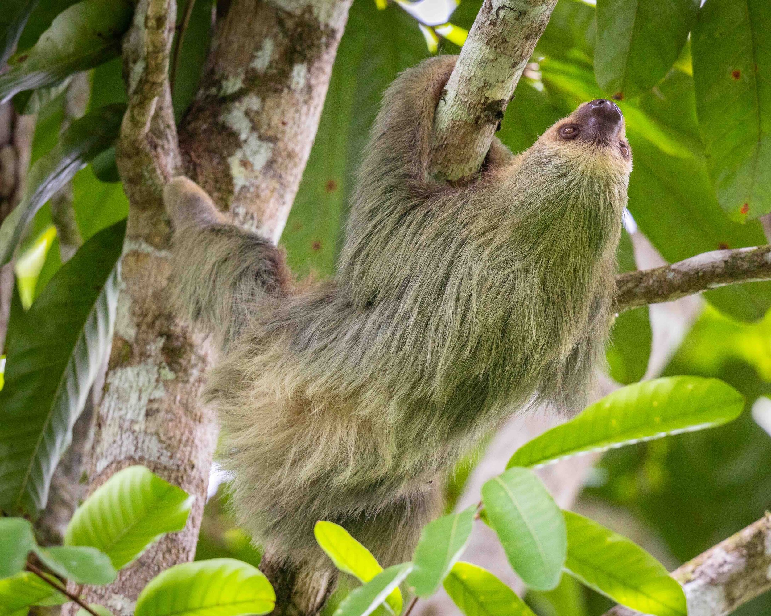 5:4 format 2 Toed Sloth SKU 5117327