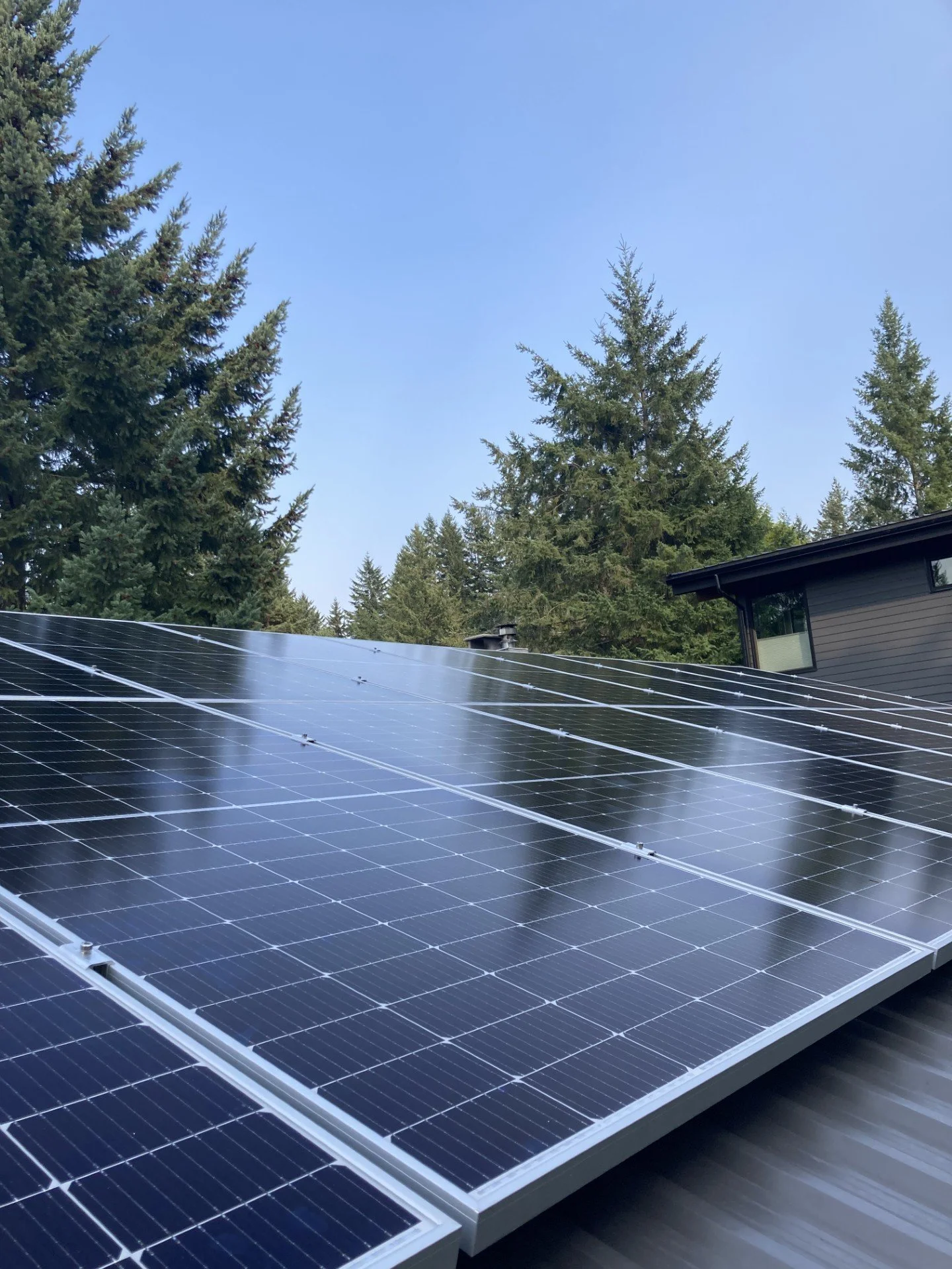 Solar panels installed on a roof with a background of tall evergreen trees and a clear blue sky.
