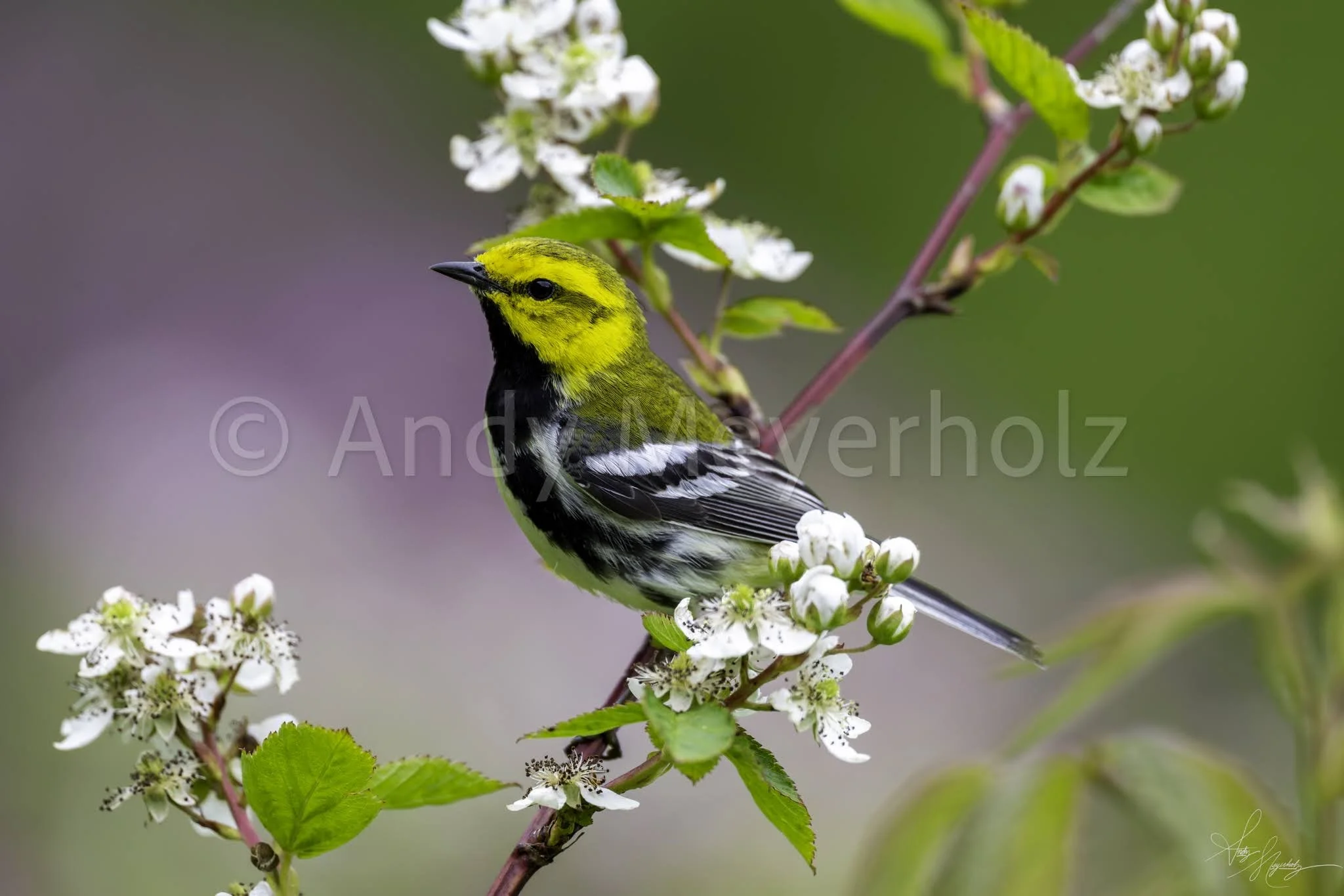 Black-throated Green Warbler - Blue Ridge Parkway, NC