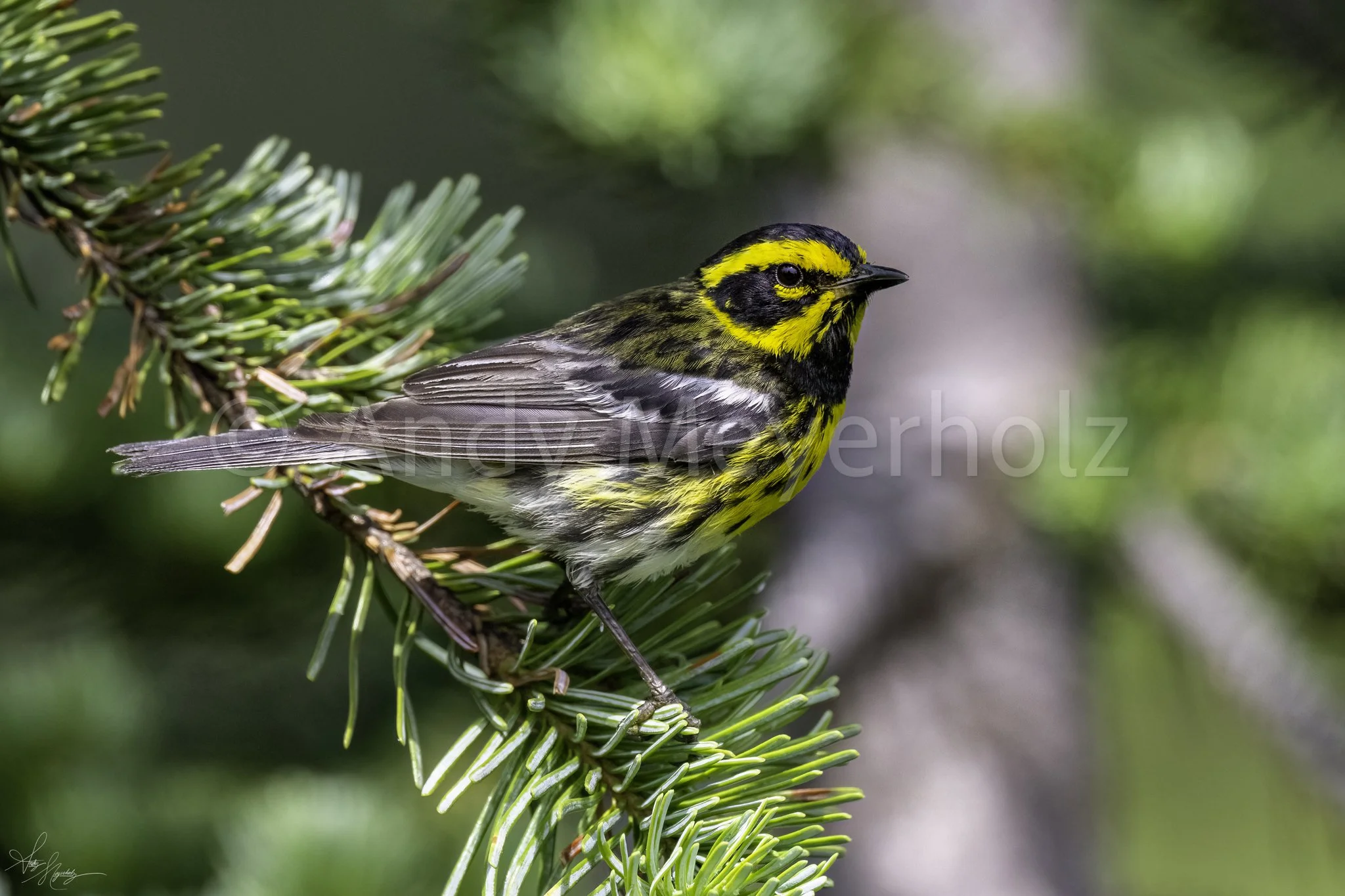 Townsend's Warbler - Mount Rainier National Park, WA