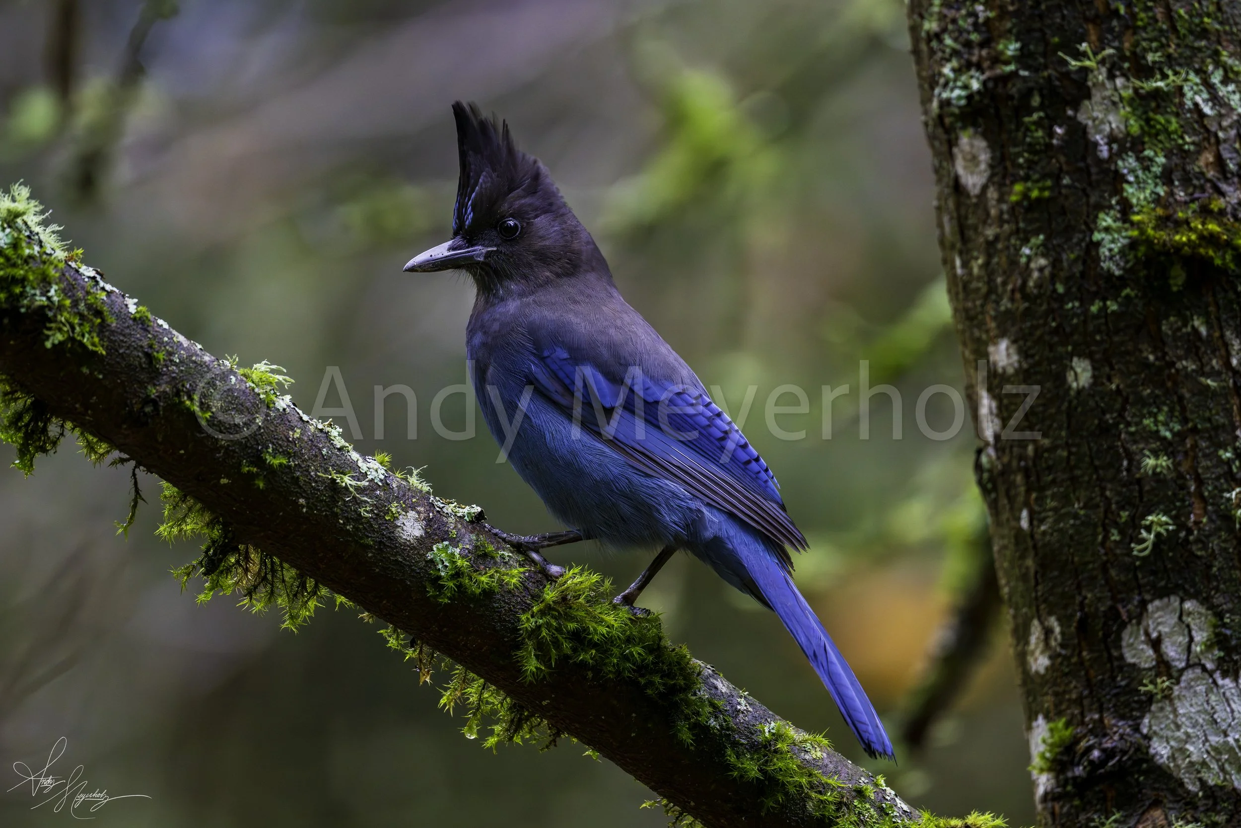 Steller's Jay - Seattle, WA