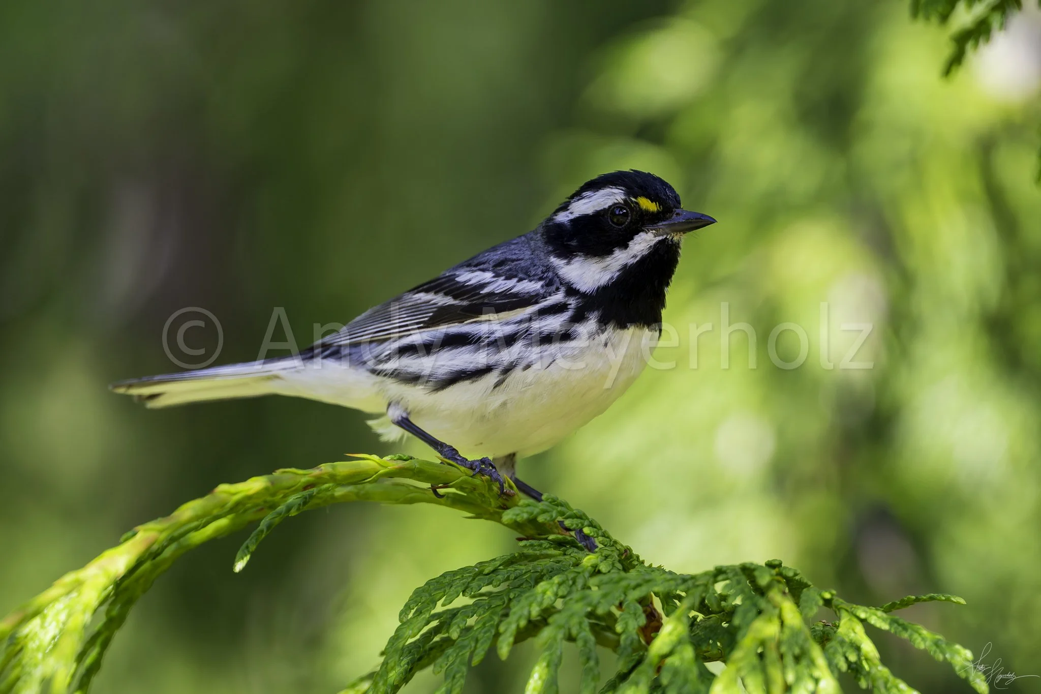 Black-throated Gray Warbler - Seattle, WA