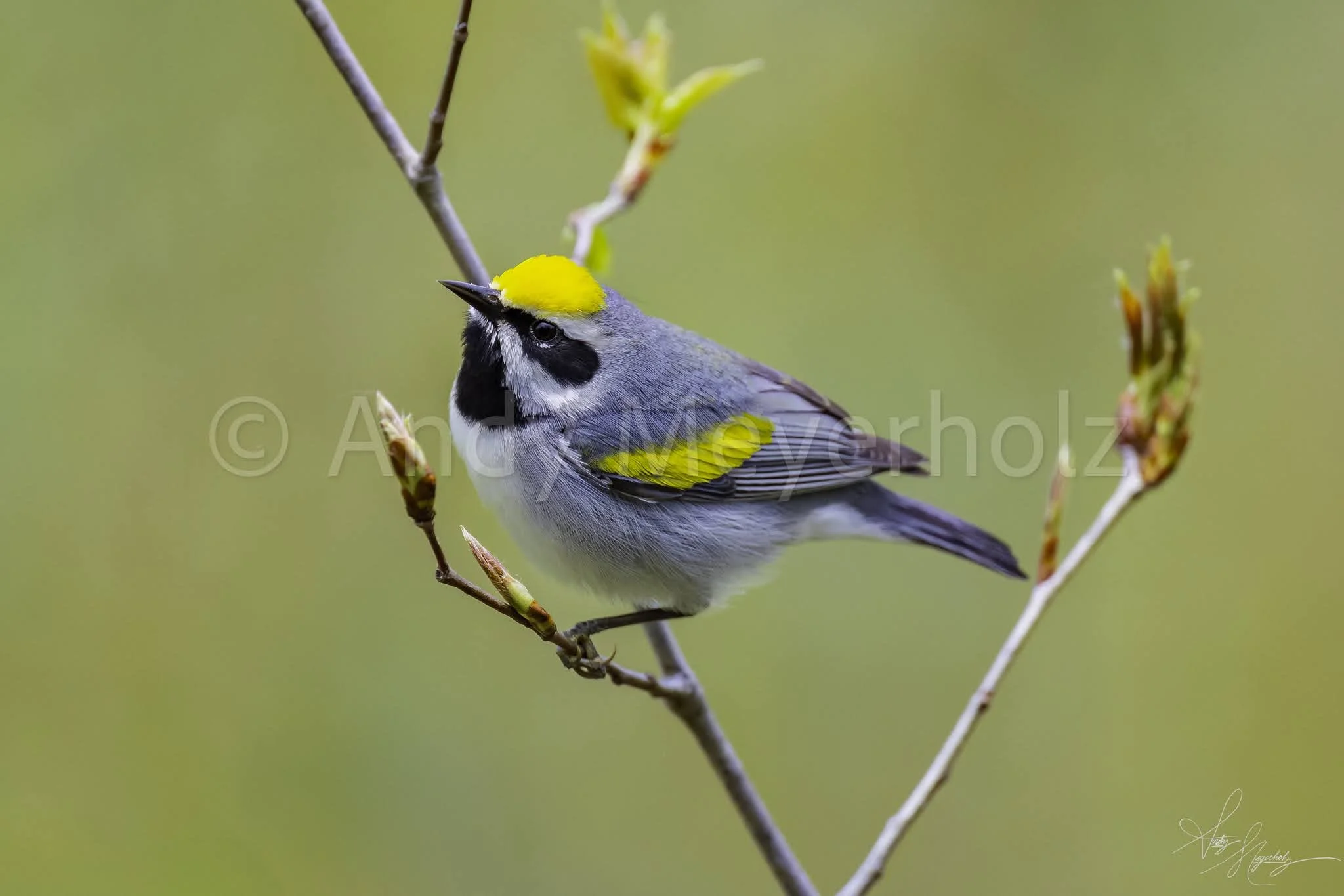 Golden-winged Warbler - Michigan