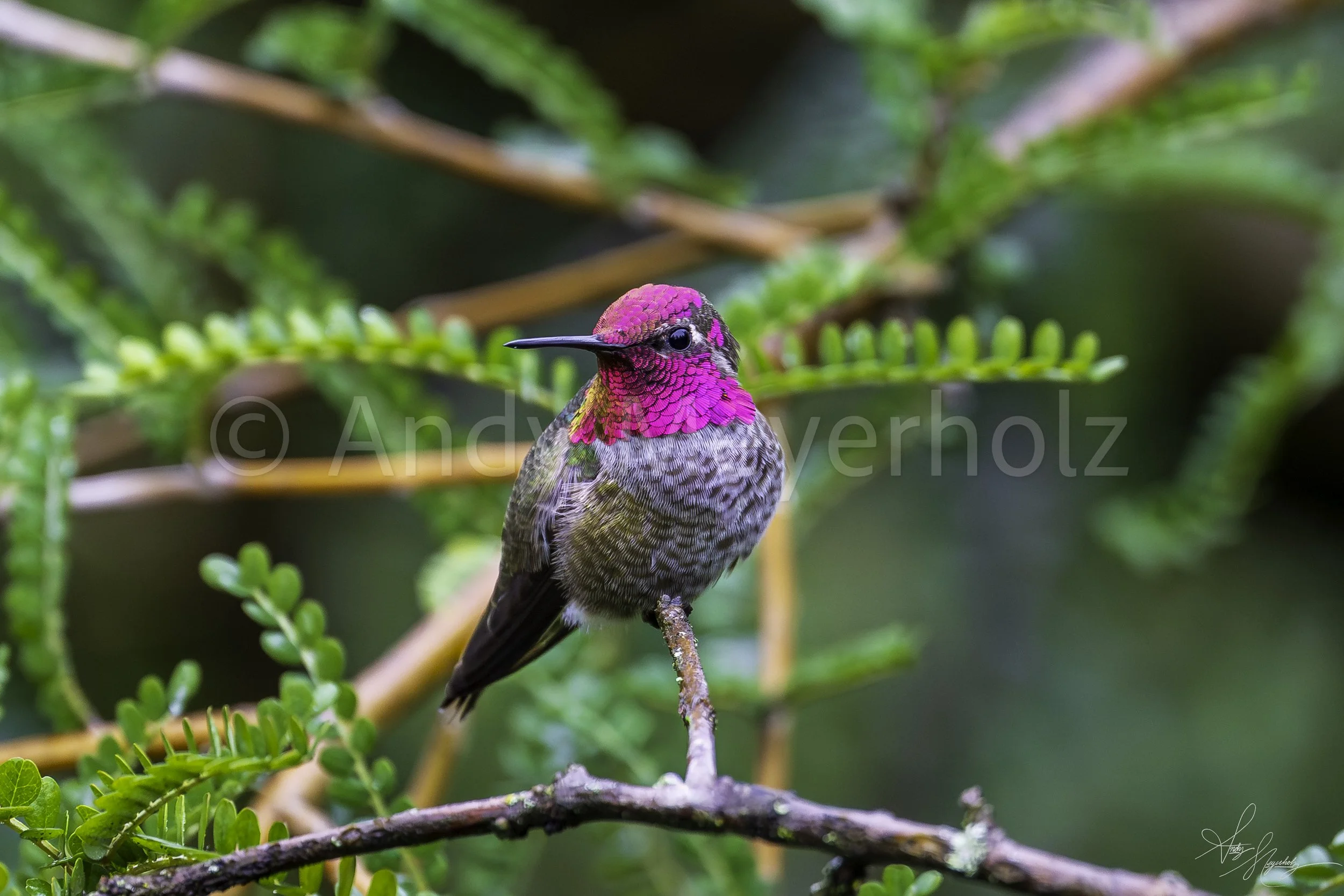 Anna's Hummingbird - Seattle, WA