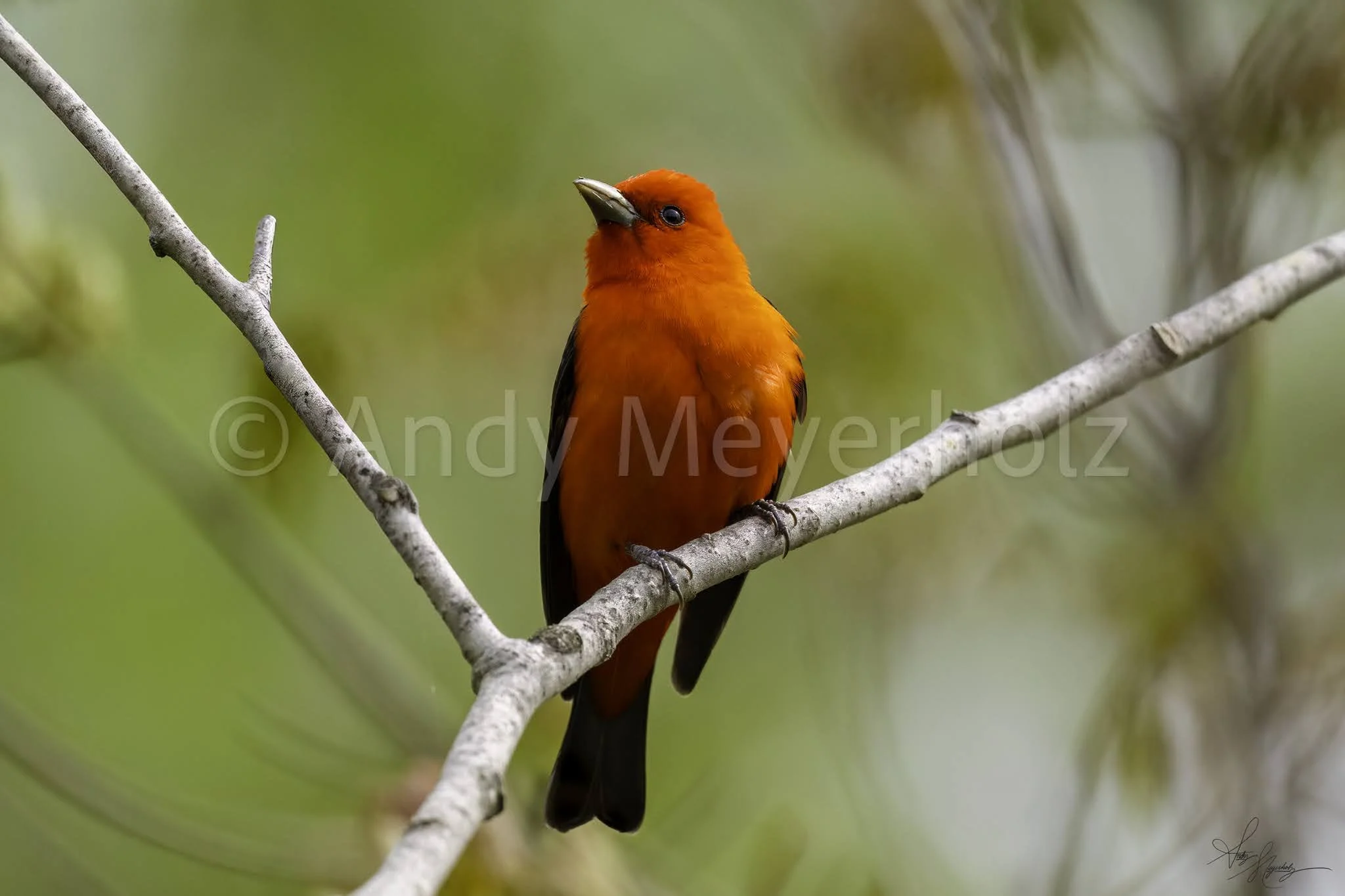 Scarlet Tanager - Michigan