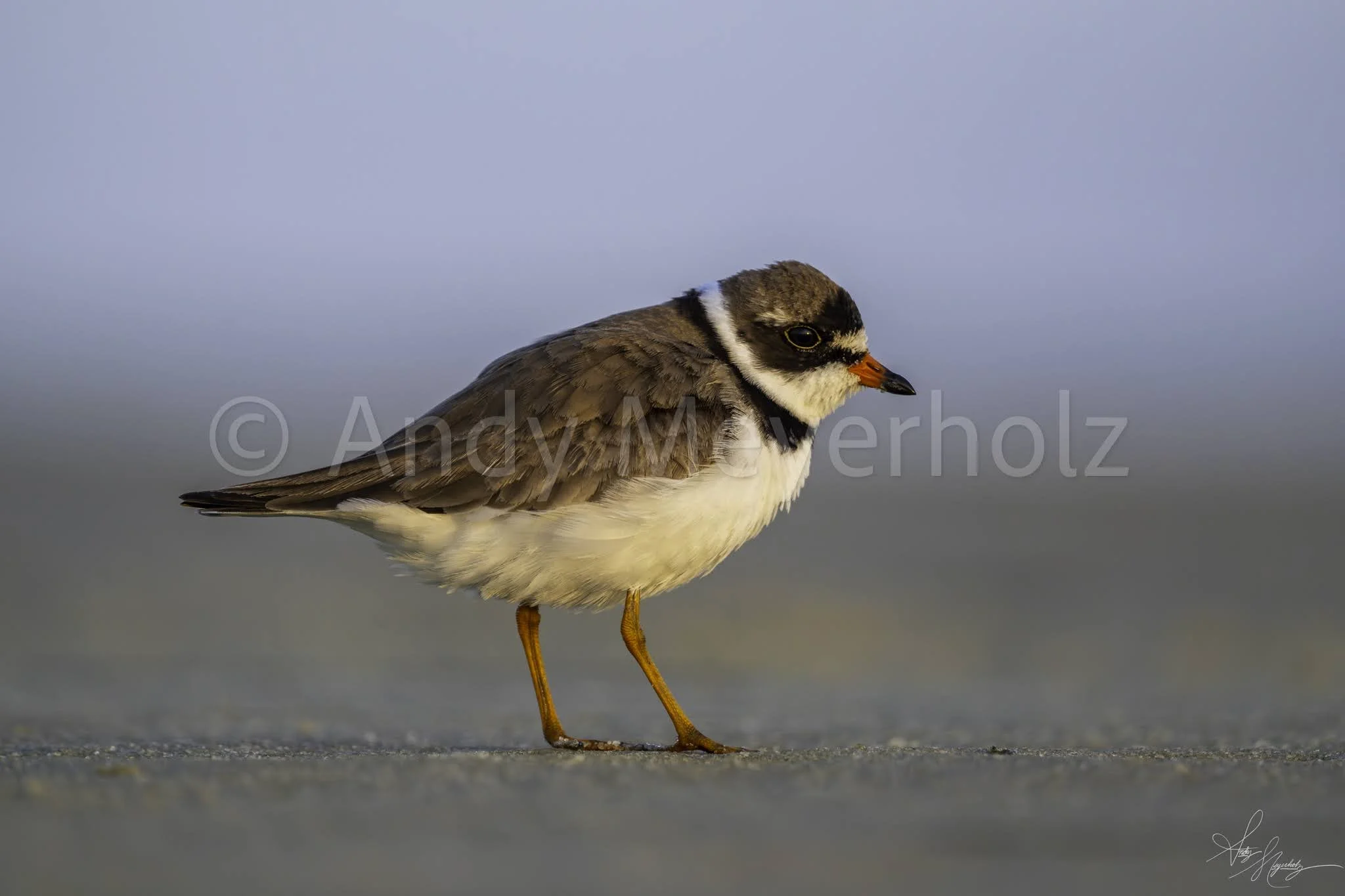 Semipalmated Plover -
Pensacola Beach, FL