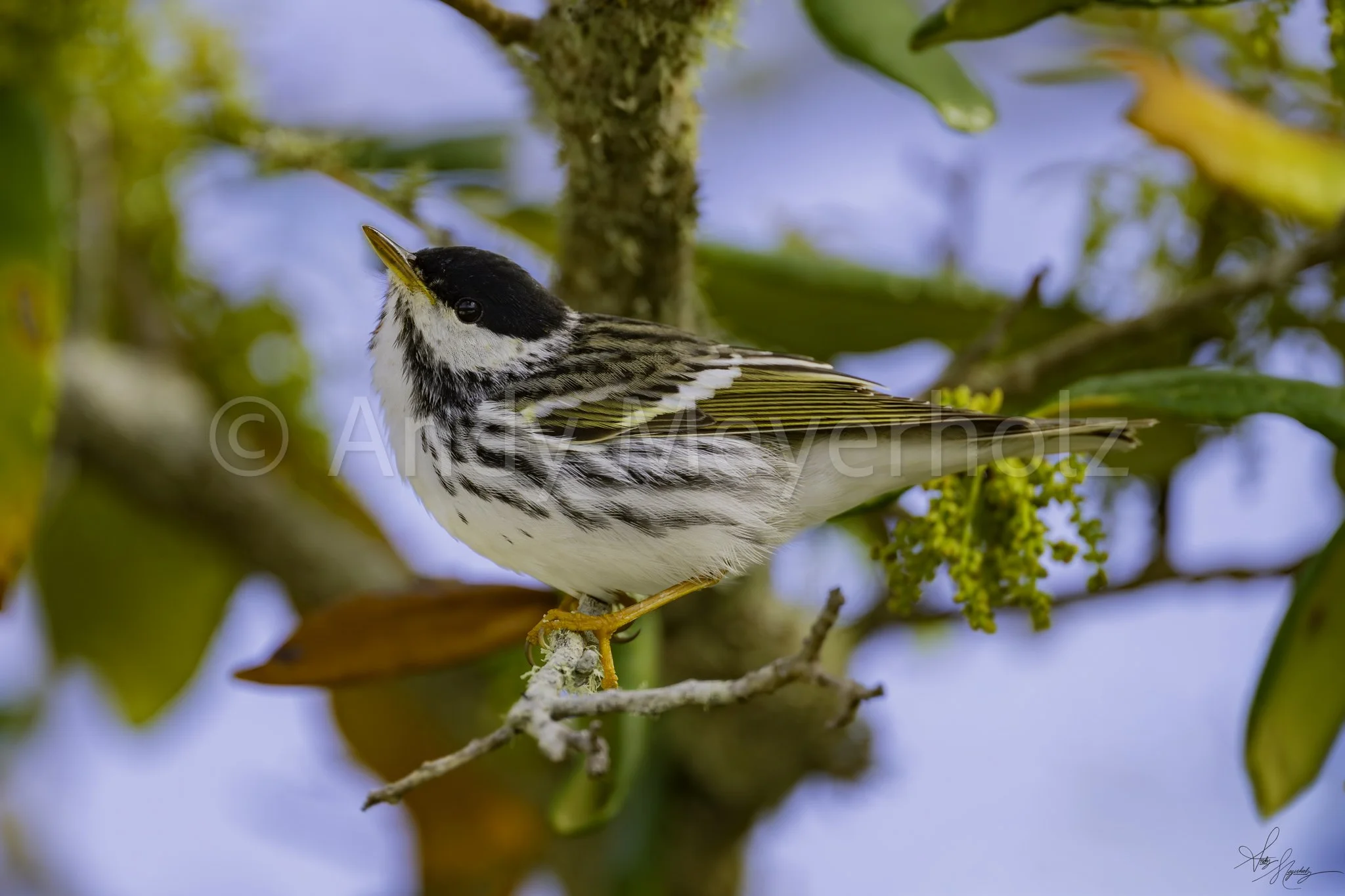 Blackpoll Warbler - Pensacola Beach, FL