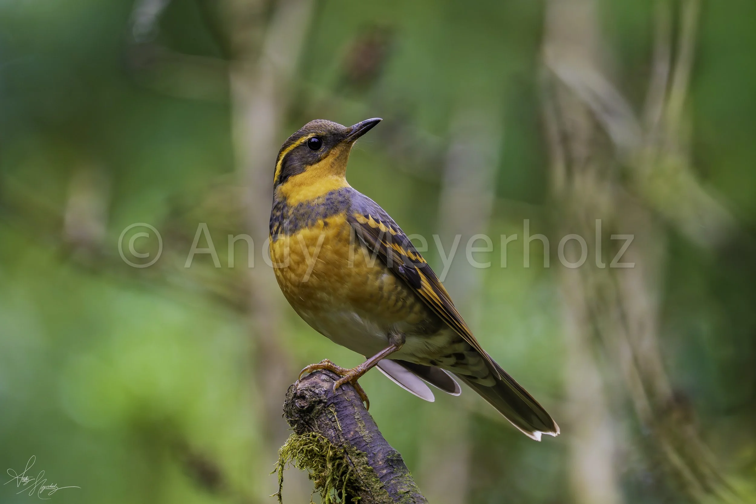 Varied Thrush - Seattle, WA