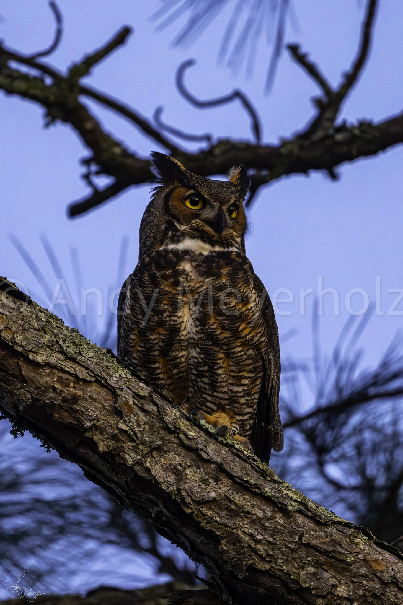 Great Horned Owl - Gulf Breeze, FL