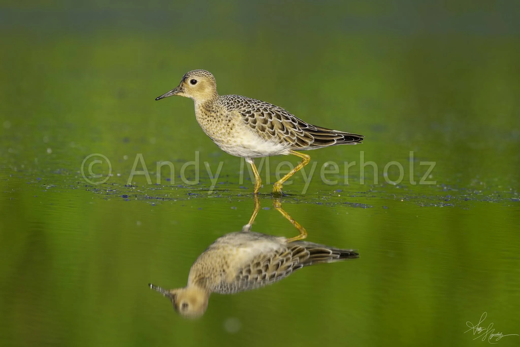 Buff-breasted Sandpiper - Fort Walton Beach, FL