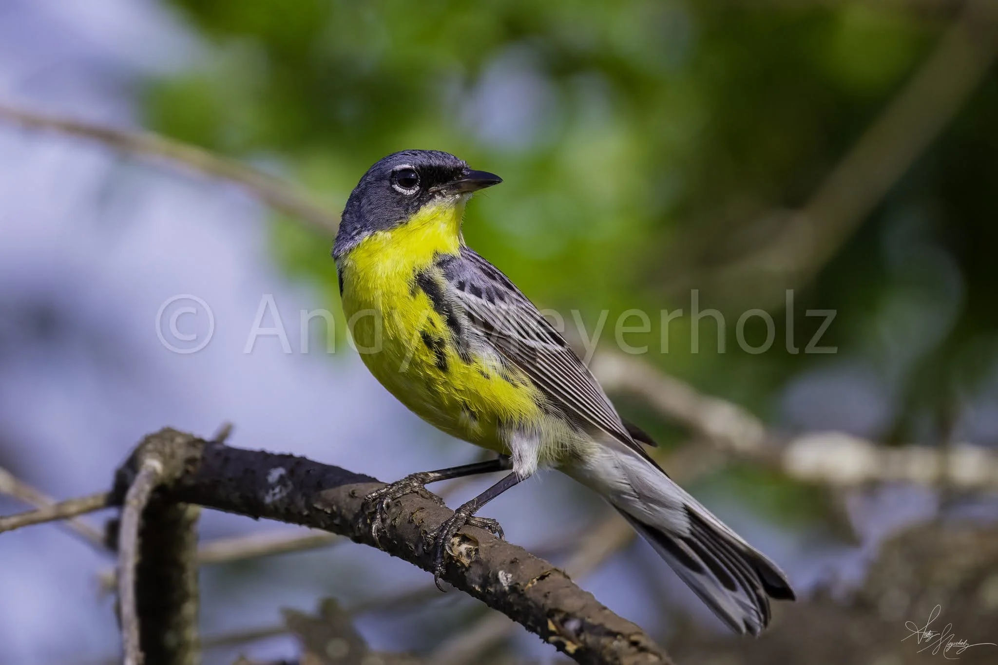 Kirtland's Warbler - Jack Pine Barrens, Michigan