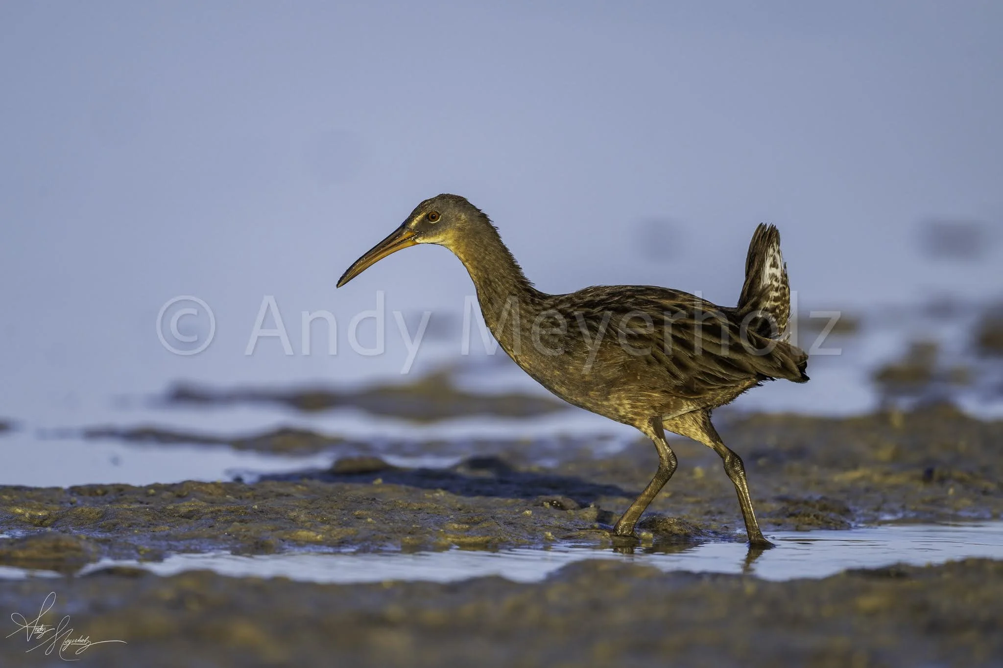 Clapper Rail - Pensacola Beach, FL