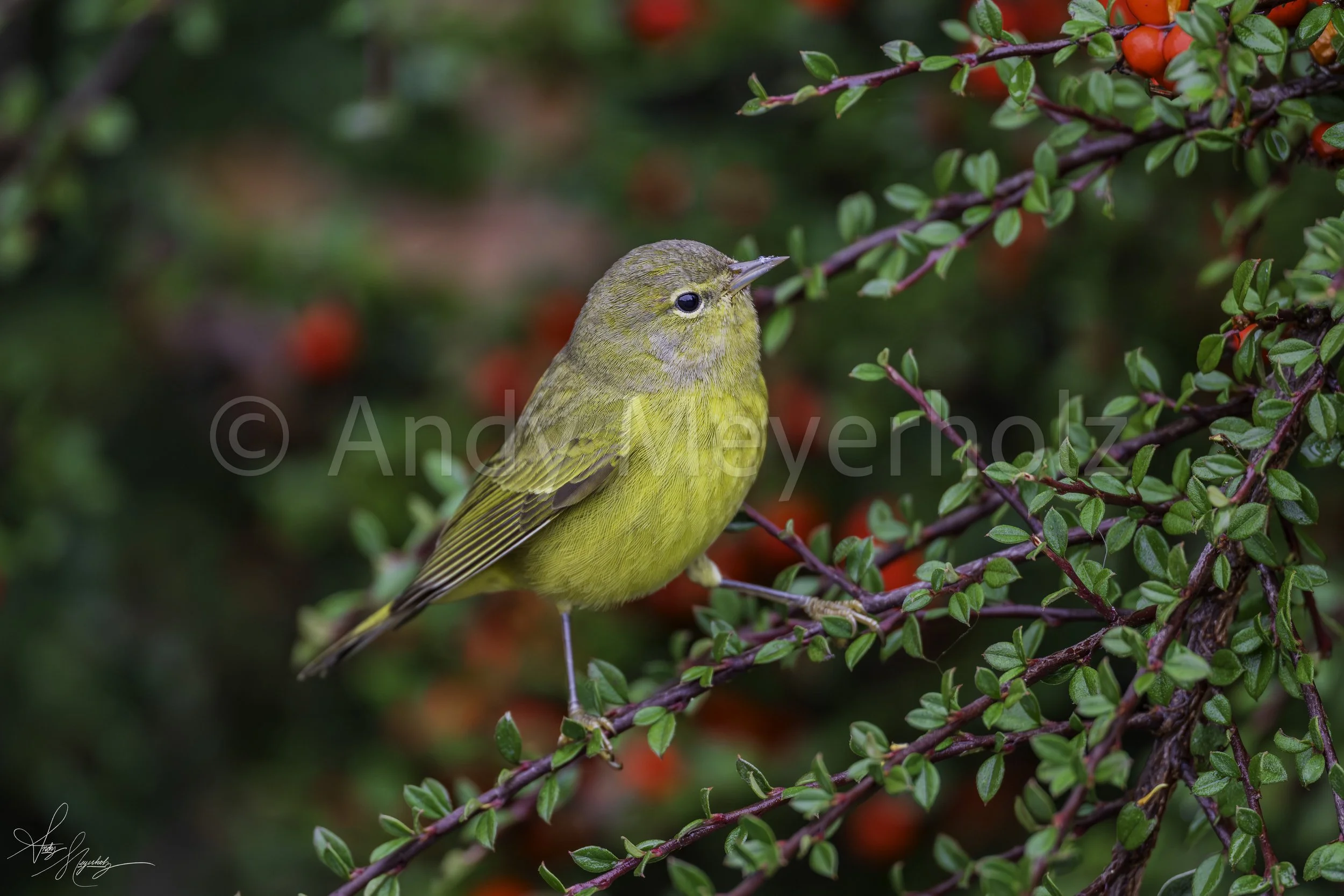 Orange-crowned Warbler - Seattle, WA