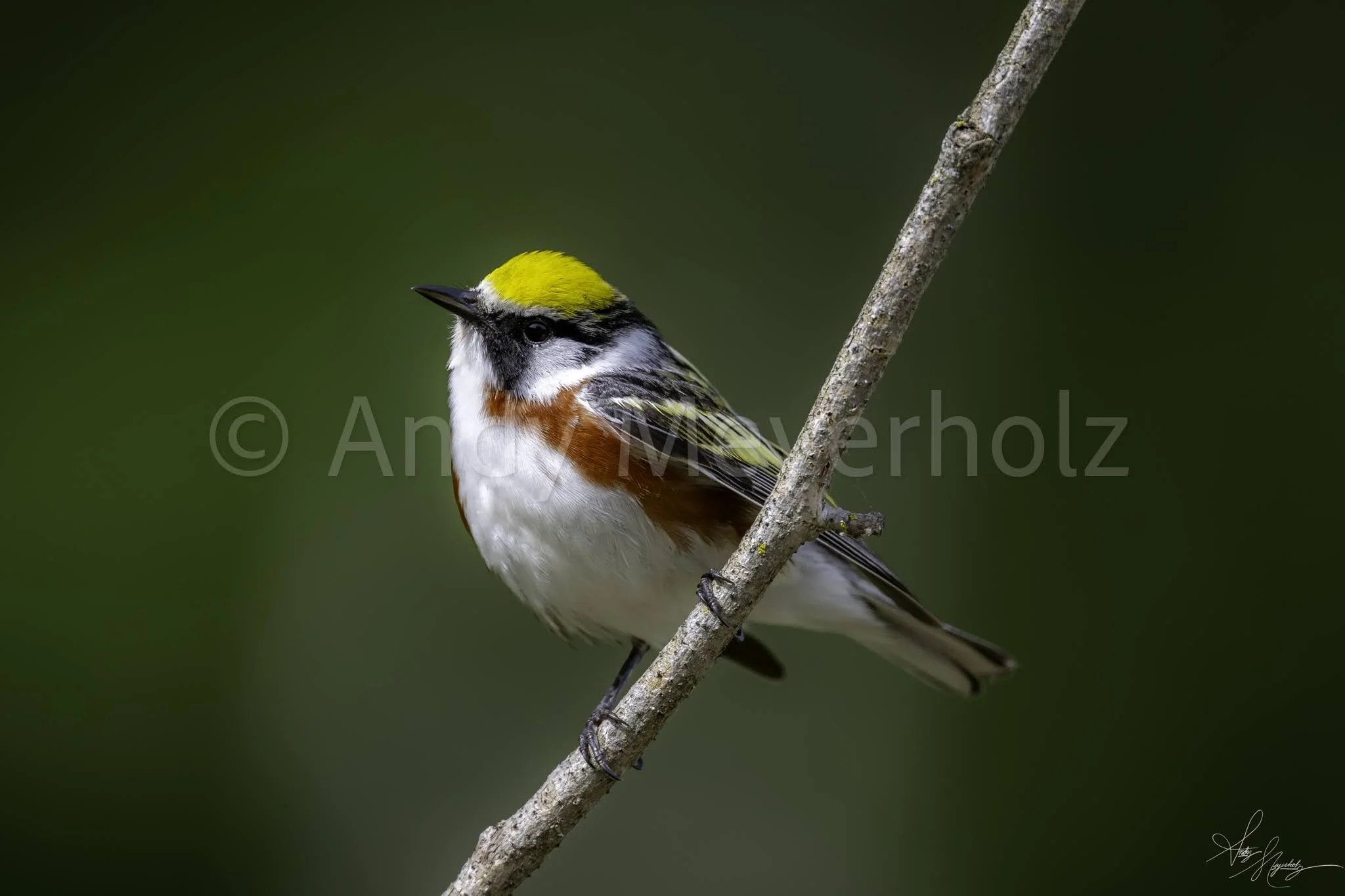 Chestnut-sided Warbler - Michigan