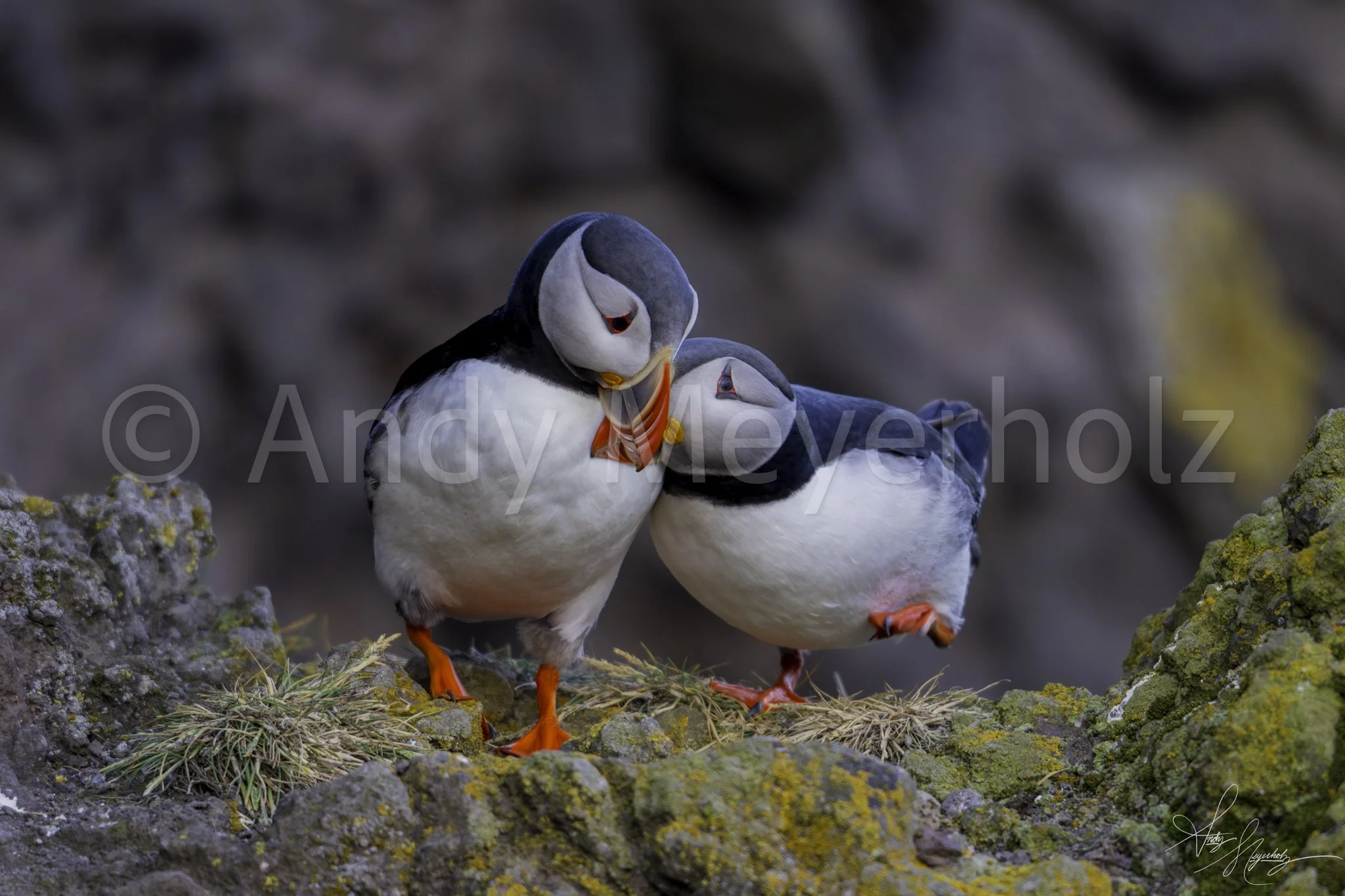 Atlantic Puffin Snuggles - Látrabjarg, Iceland