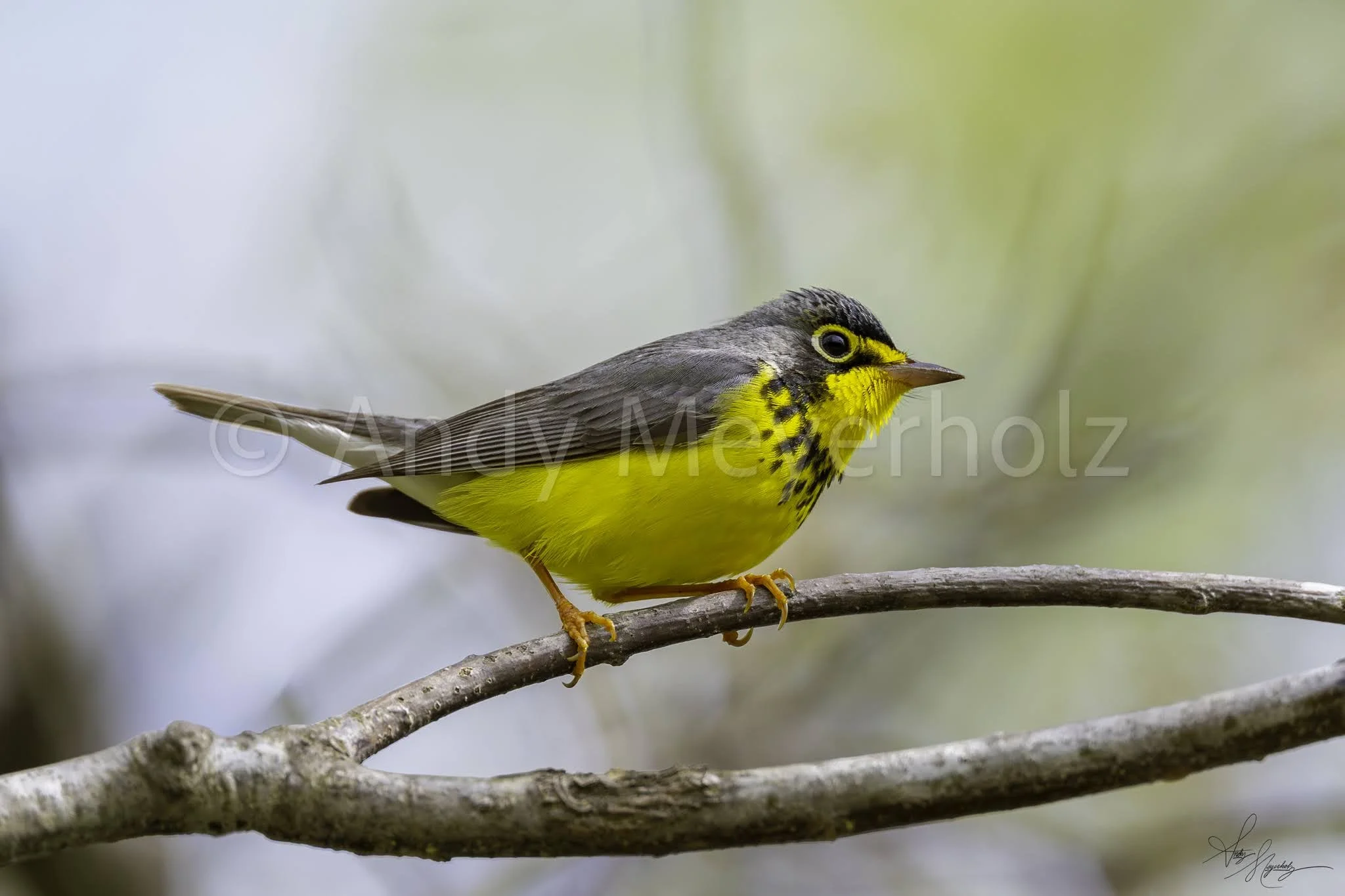 Canada Warbler - Michigan