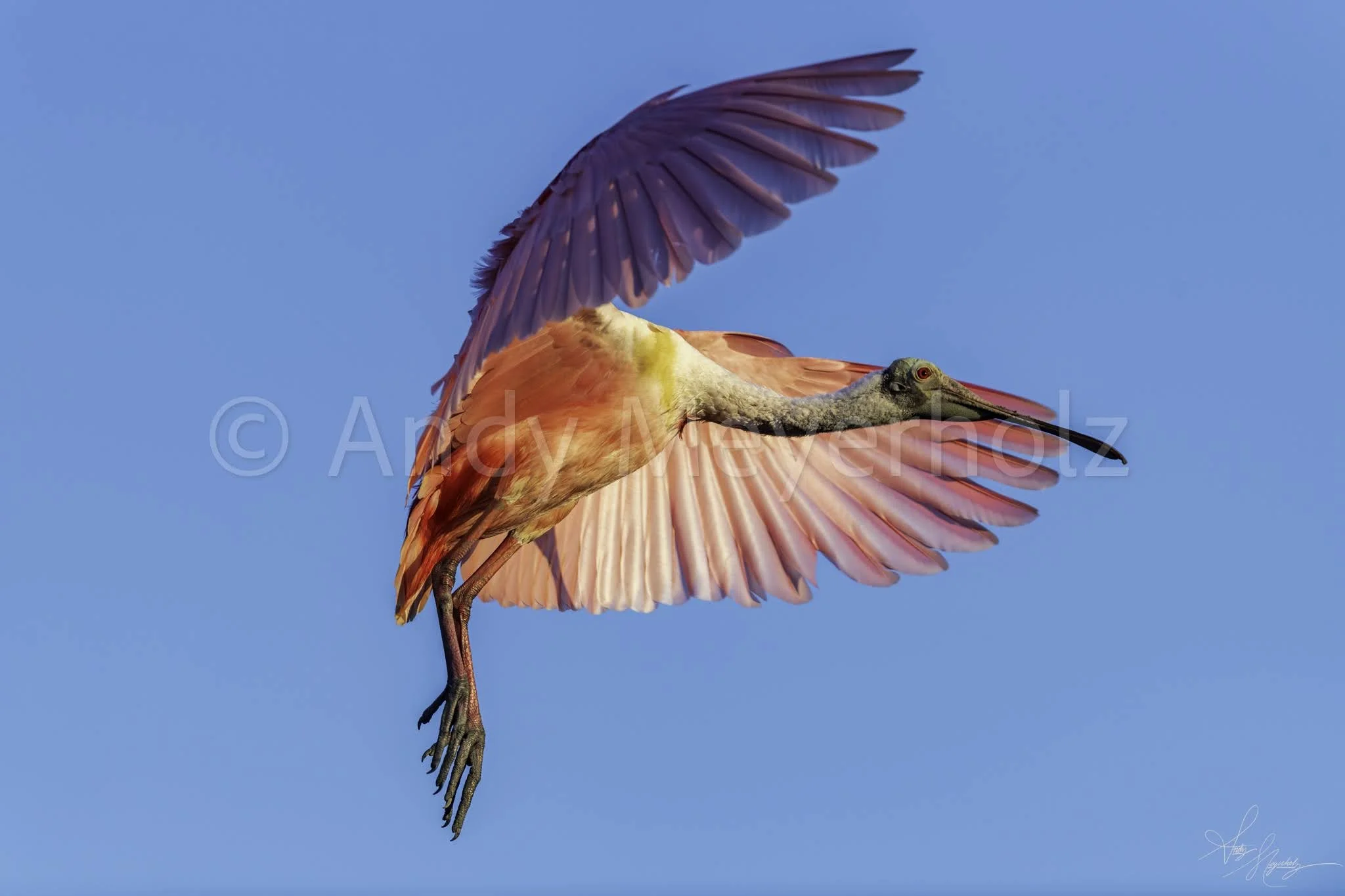 Roseate Spoonbill - Saint Augustine, FL