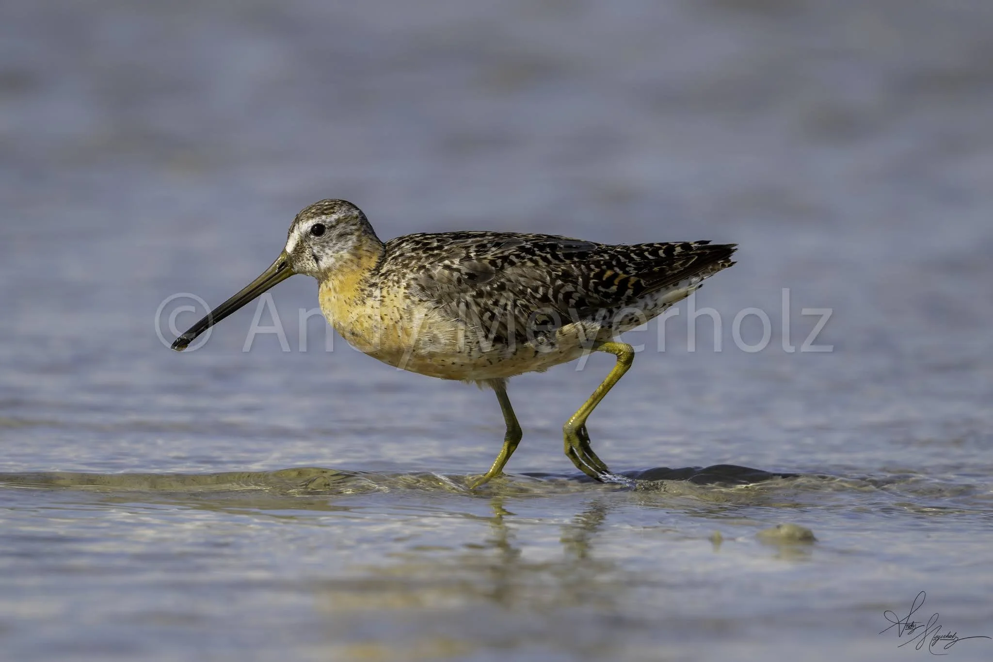 Short-billed Dowitcher - Pensacola Beach, FL